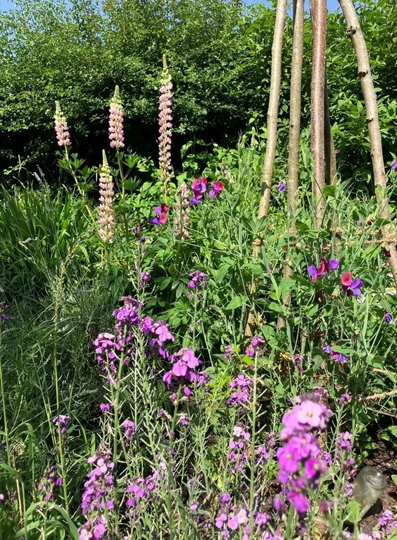 Cottage Planting - Erysimum 'Bowles Mauve' and Lupinus 