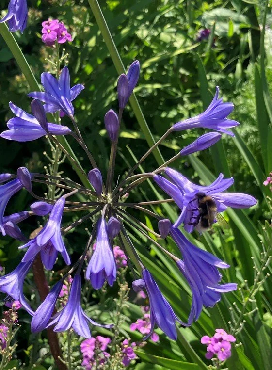 Agapanthus