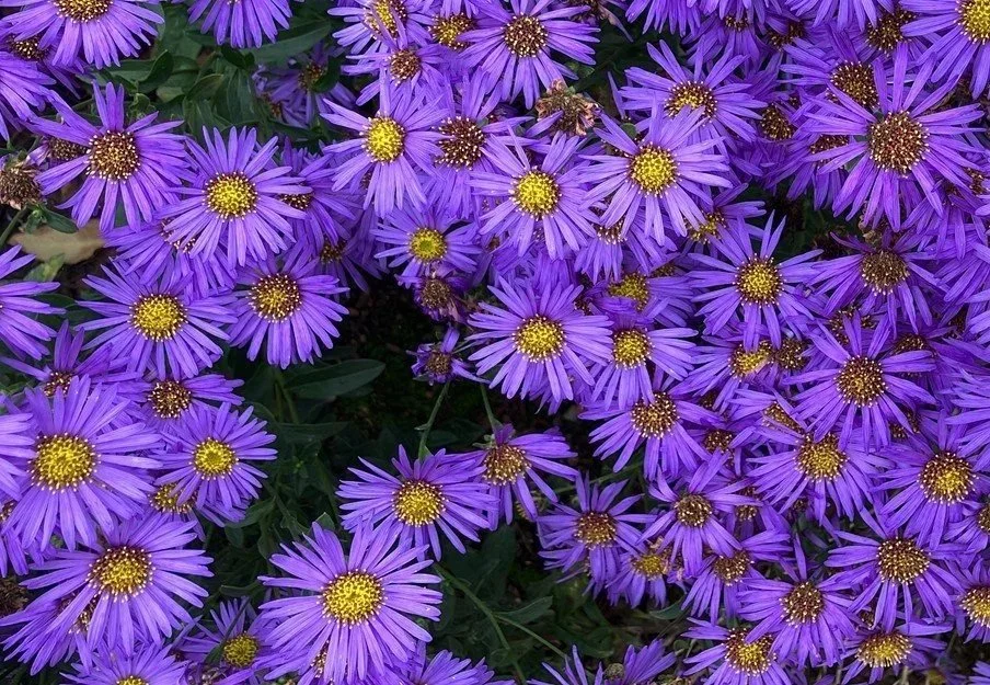Symphyotrichum