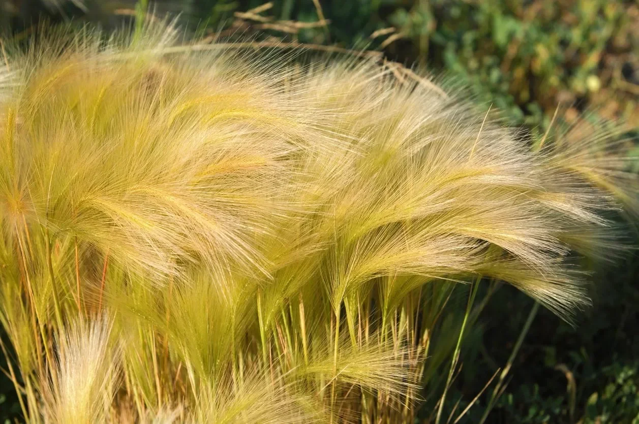A Sensory Approach to Garden Design: Part 2 – Touch