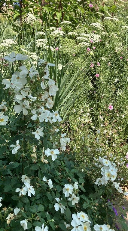 Oenothera lindheimeri