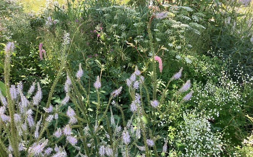 Soft Cottage Garden Planting
