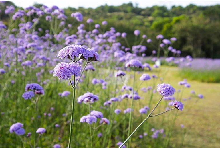 Large Riverside Garden, Hampshire