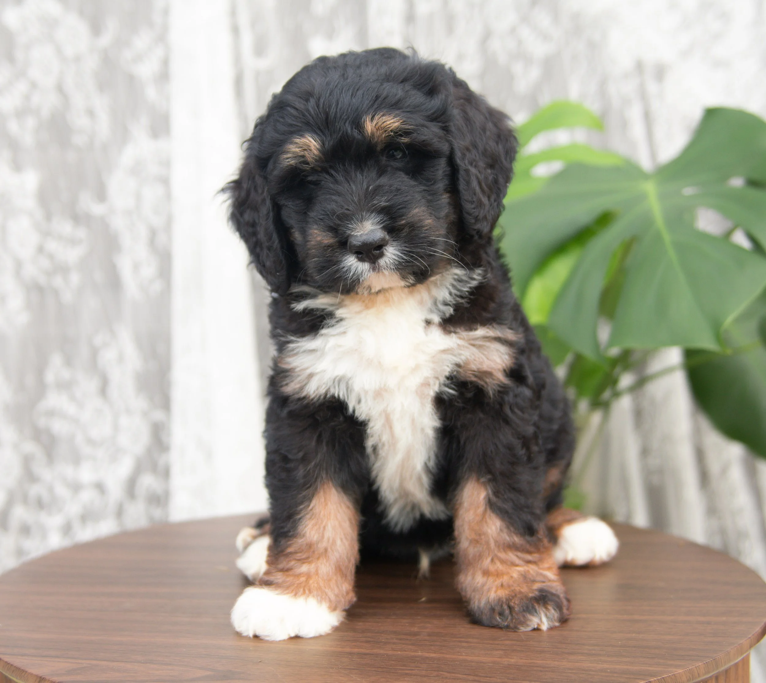 Bear | RESERVED