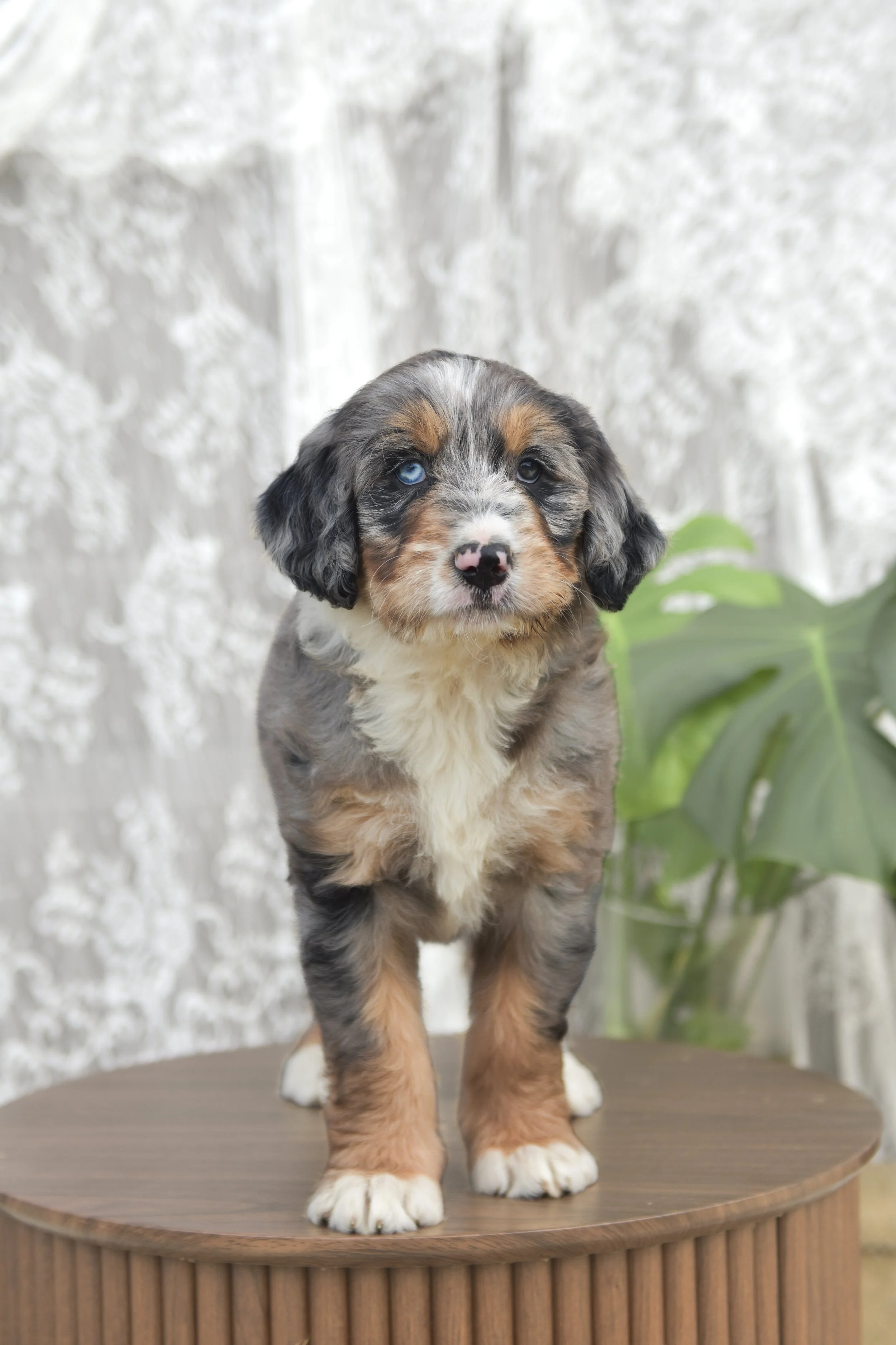 Alice | Merle Bernedoodle