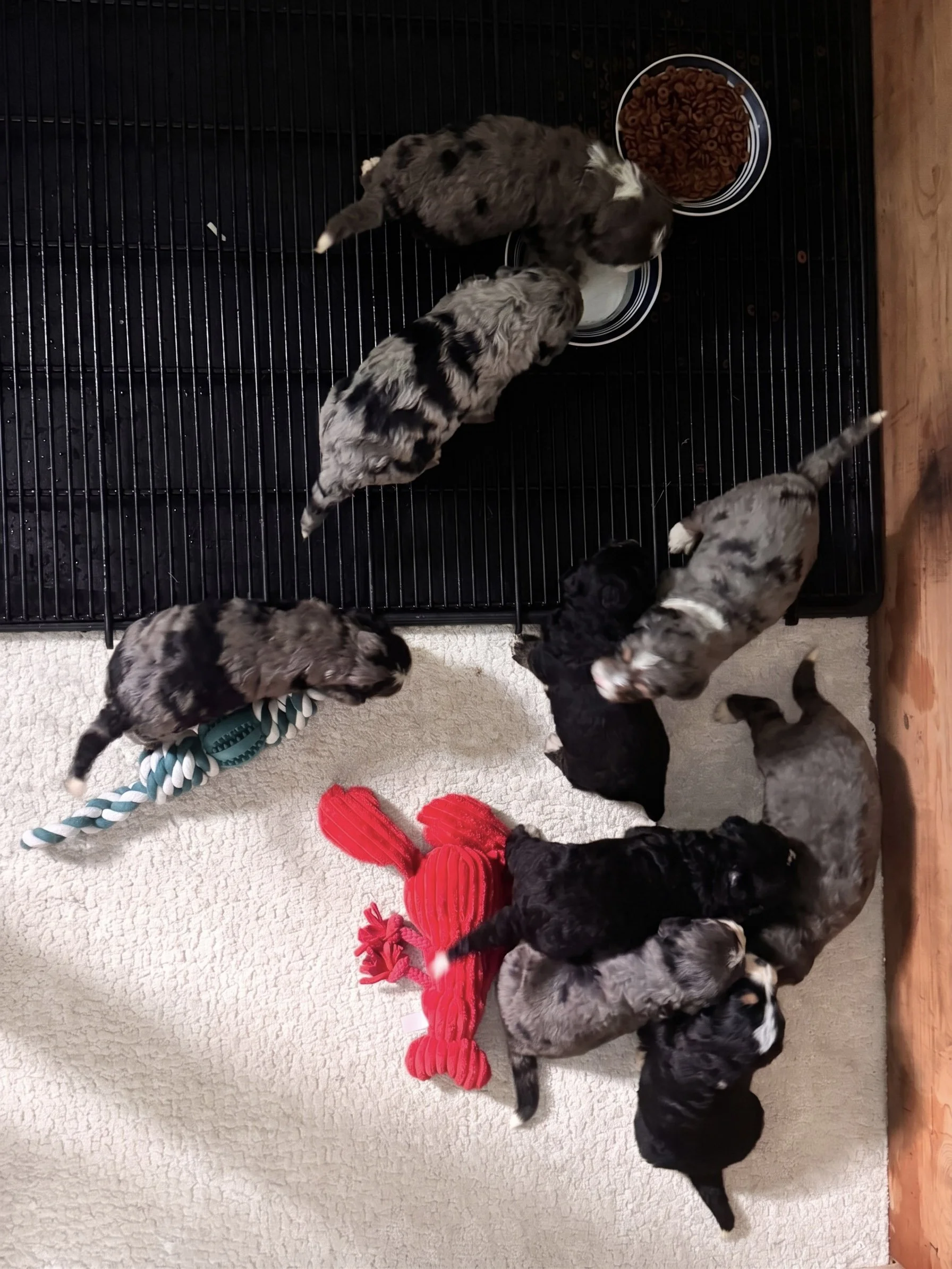 Multiple puppies with different markings and coat colors in a pen, some eating from bowls and some with toys, with red slippers visible in the foreground.