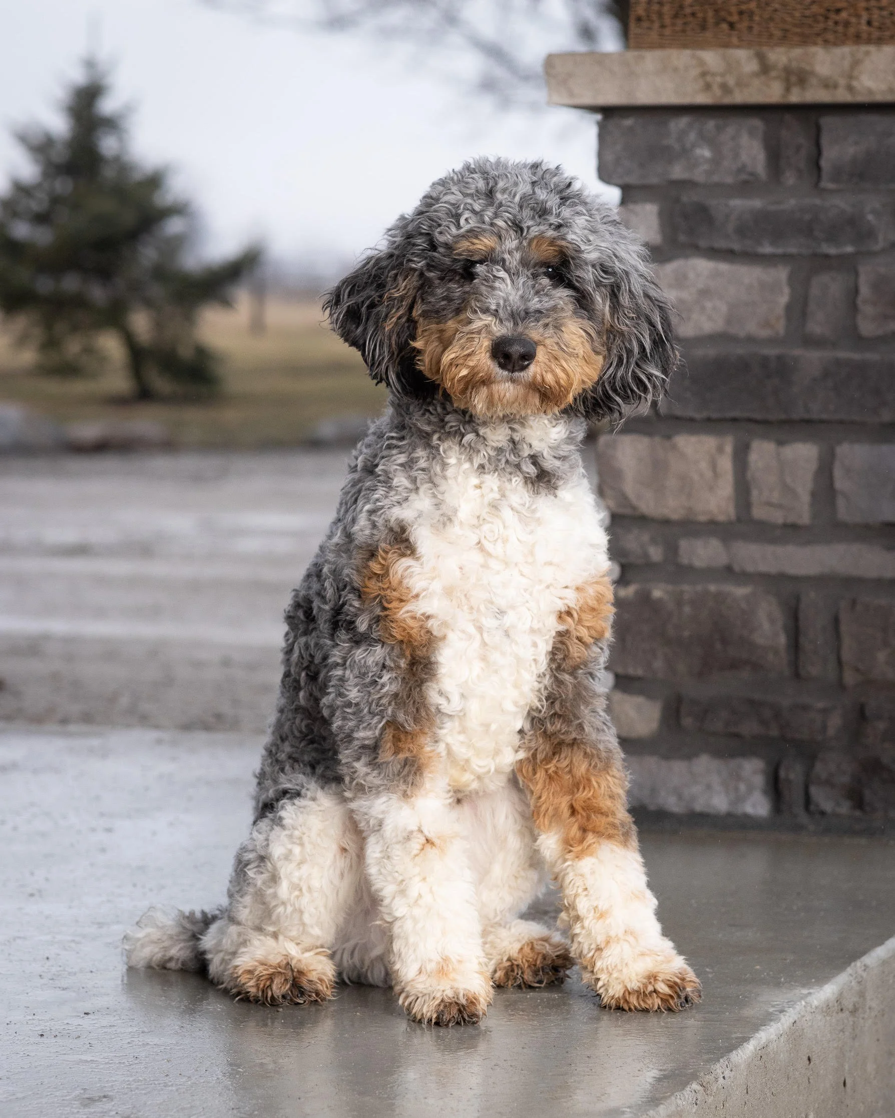 Cute, fluffy, curly-haired dog with gray, black, and tan fur sitting on a concrete porch next to a stone pillar.