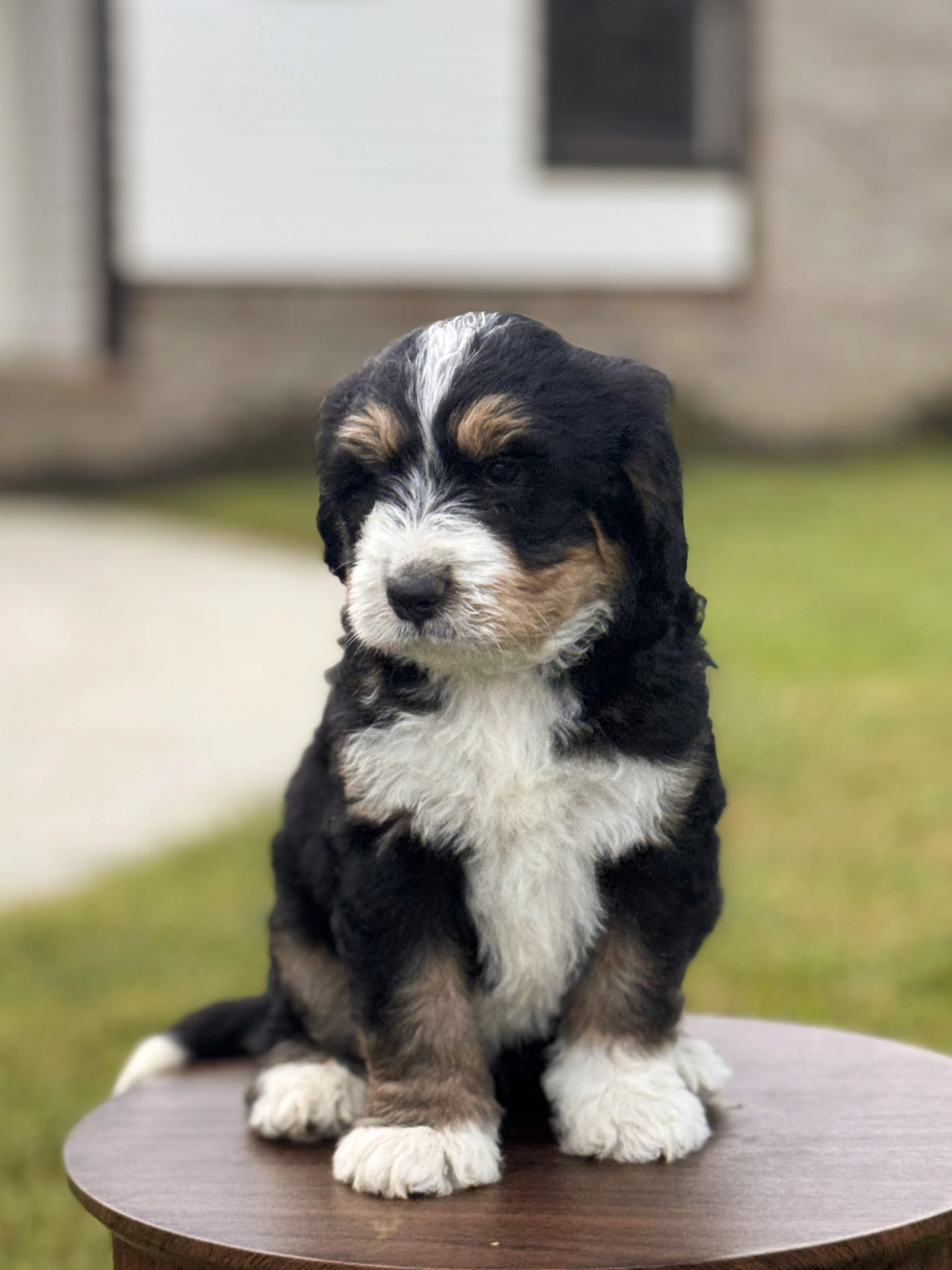 Milo | RESERVED