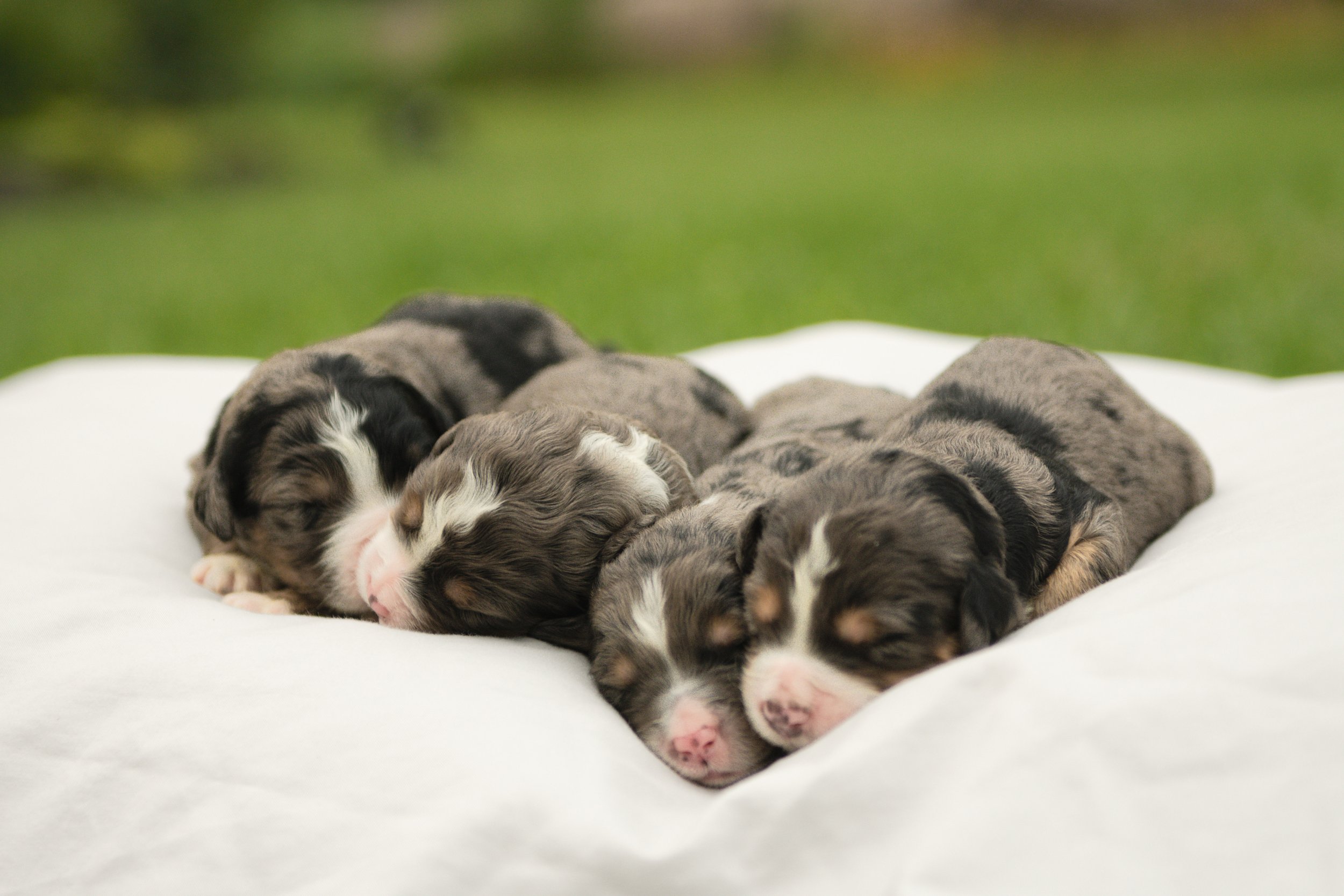 A group of newborn puppies sleeping on a white surface with a blurred green background.