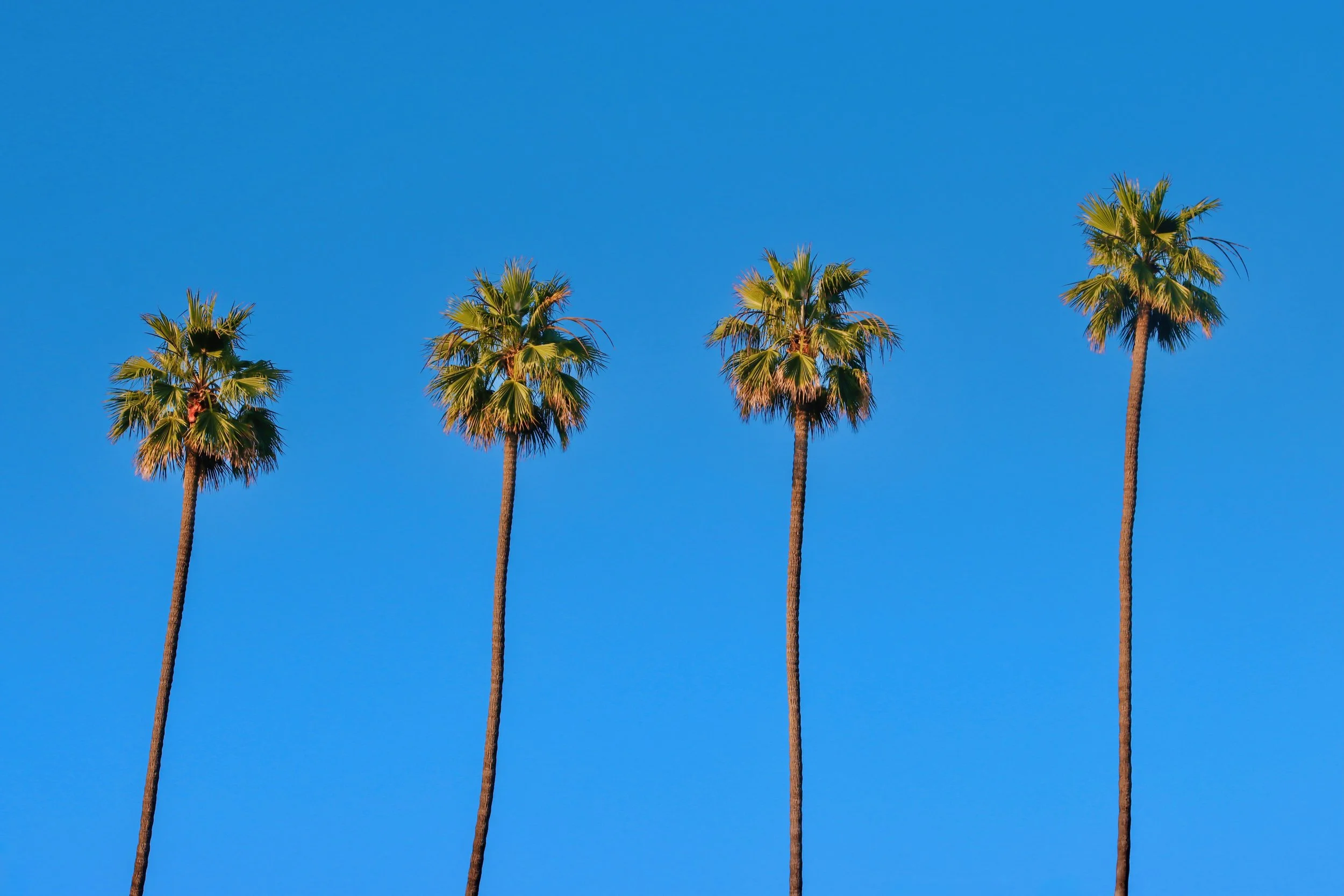 4 Palm Trees, Beverly Hills