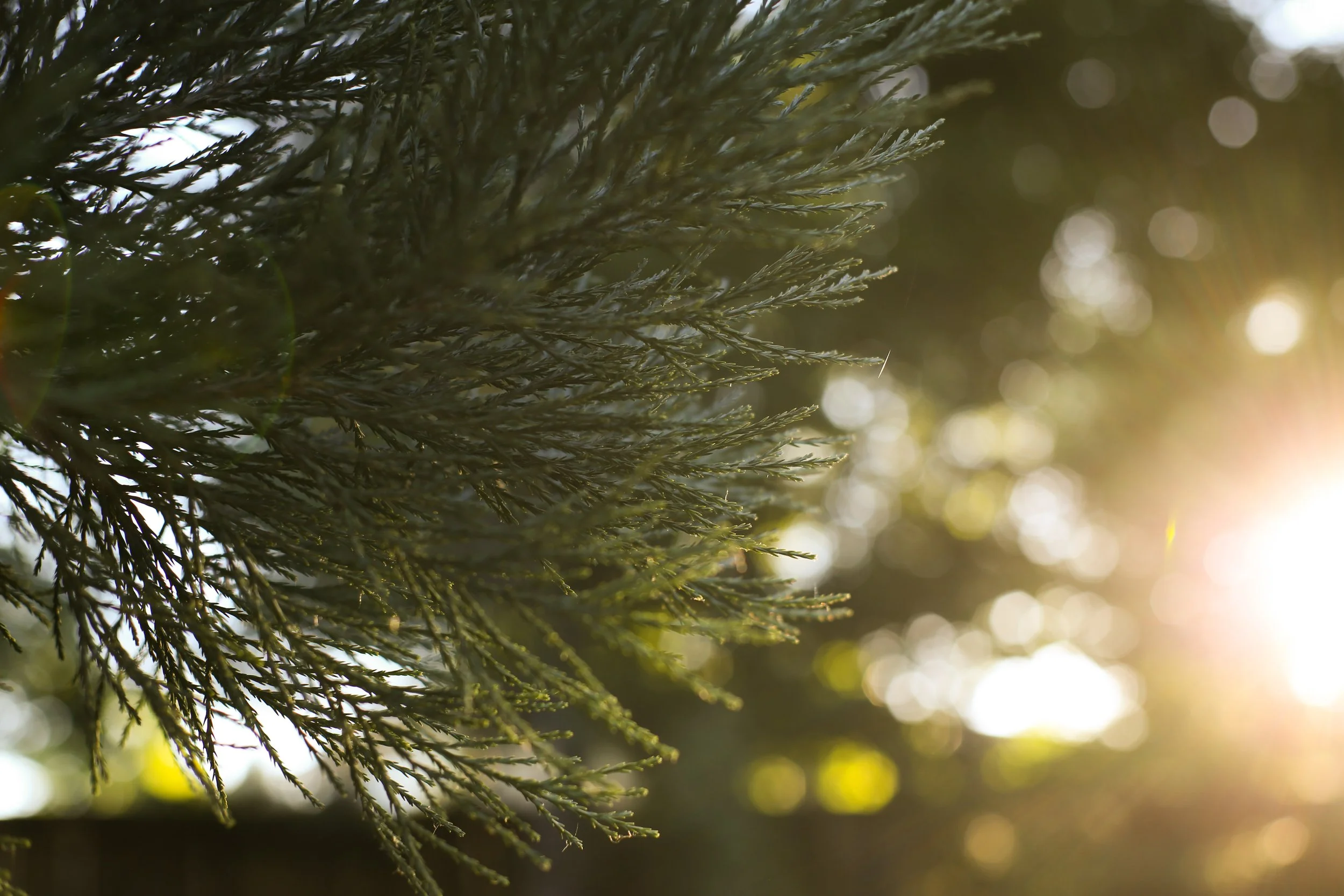 Close-up of green pine tree branches with sunlight in the background.