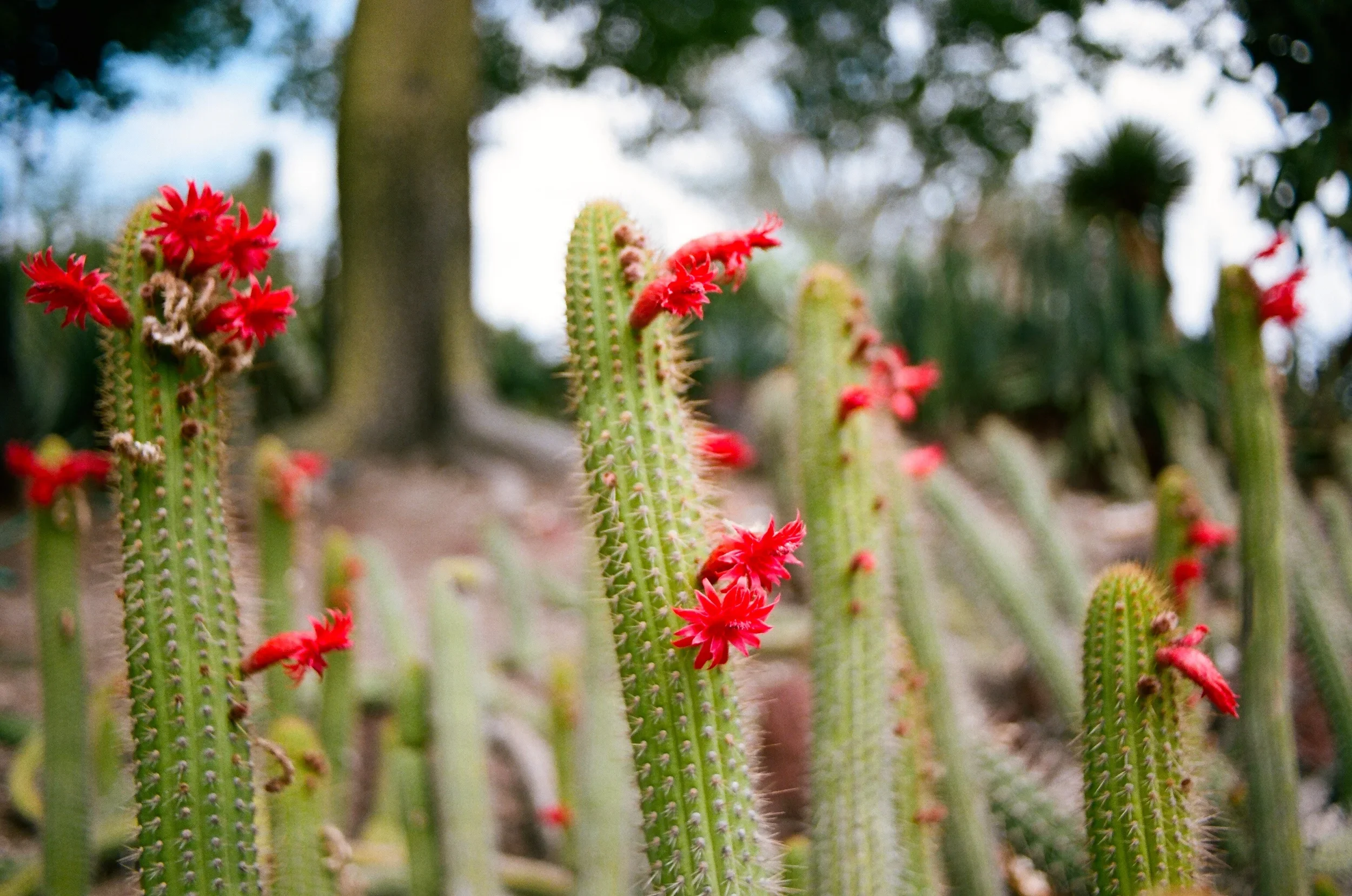 Red flowering cactus with tall green cacti in the background.