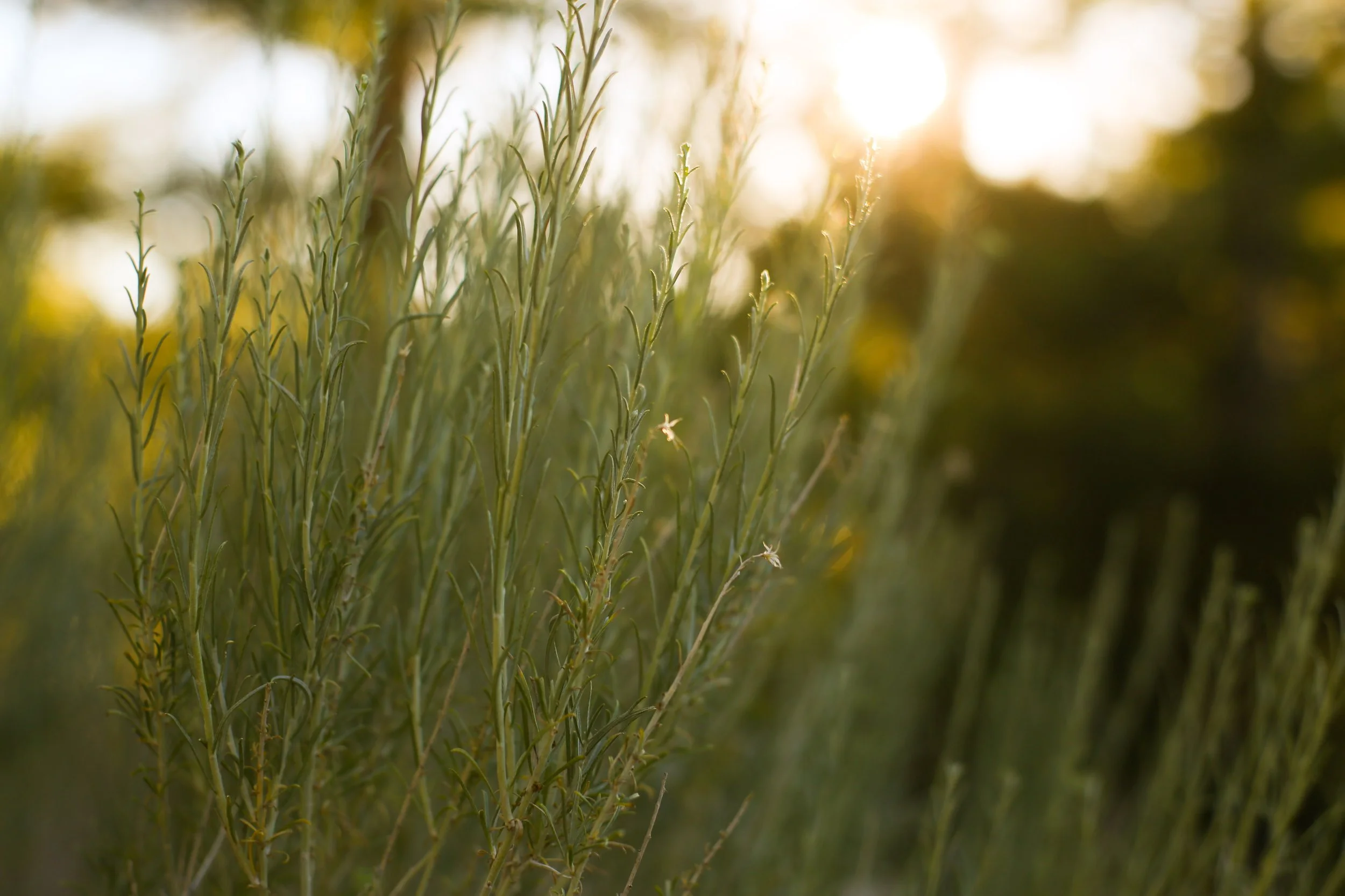 Close-up of green plant stems with sunlight shining in the background.