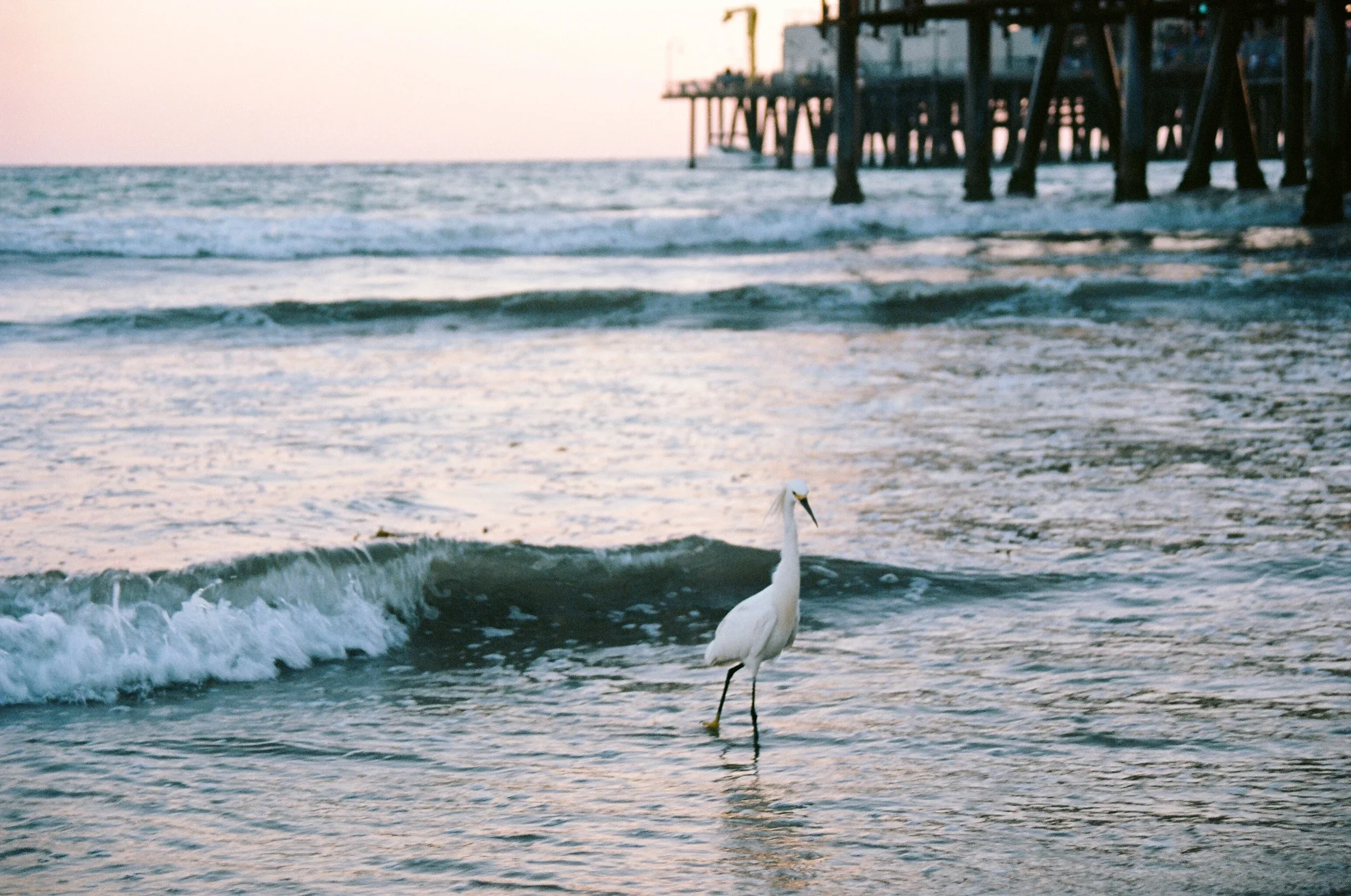 A white heron standing on one leg in the shallow waters of the ocean near a beach. In the background, there is a pier extending into the water, over a sunset sky.