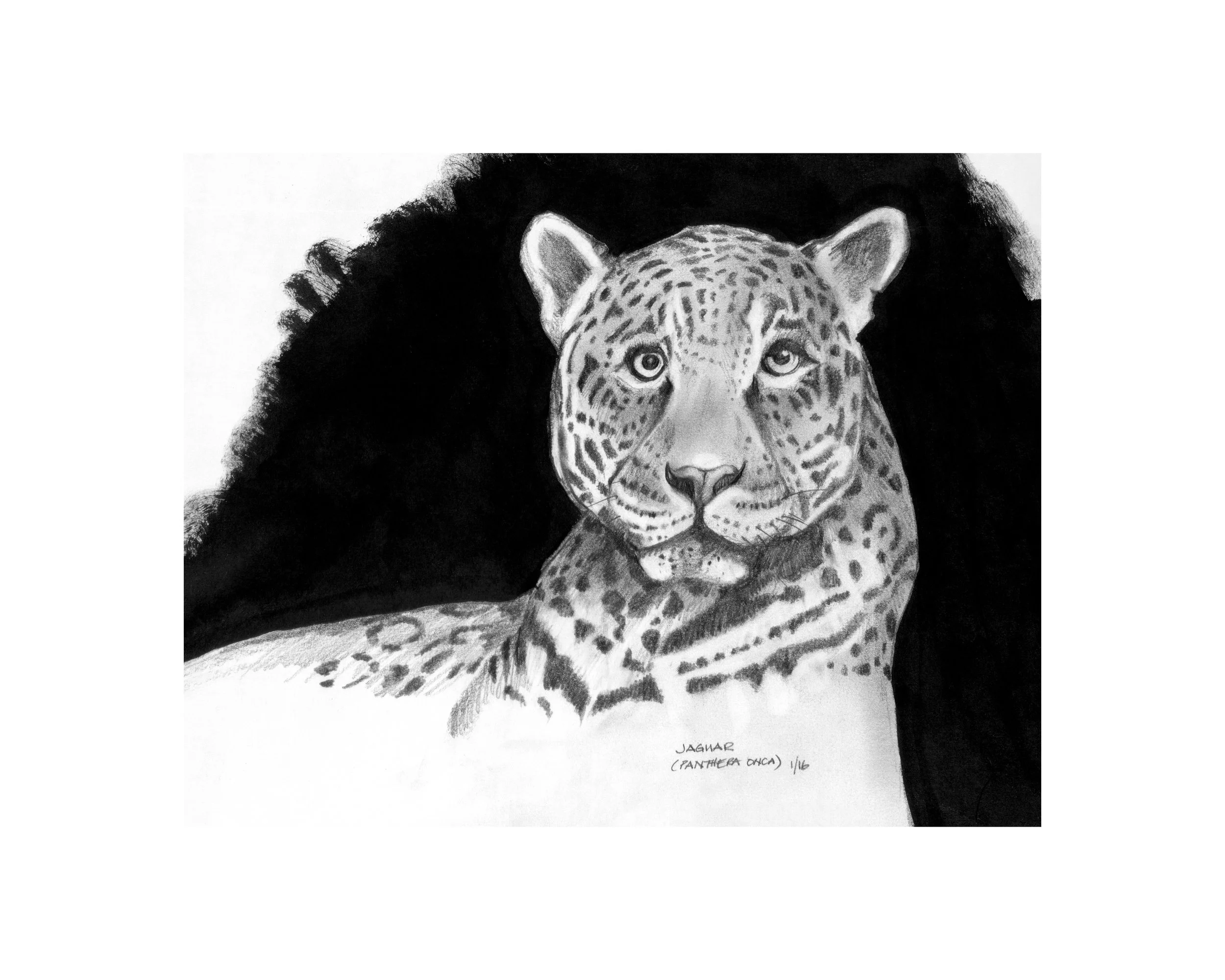 Jaguar