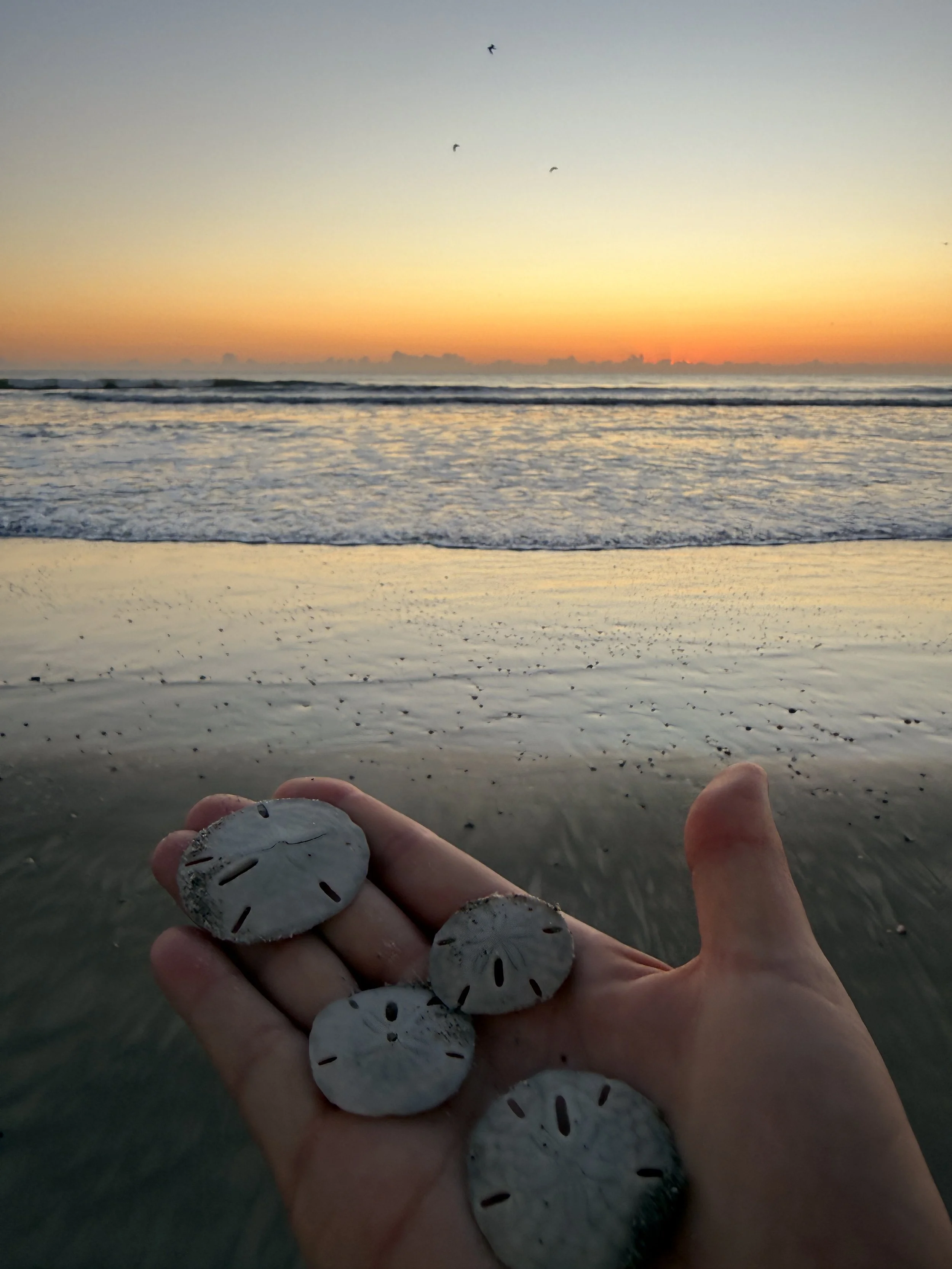 A person holding several slices of a mineral or shell with a beach and sunset in the background.