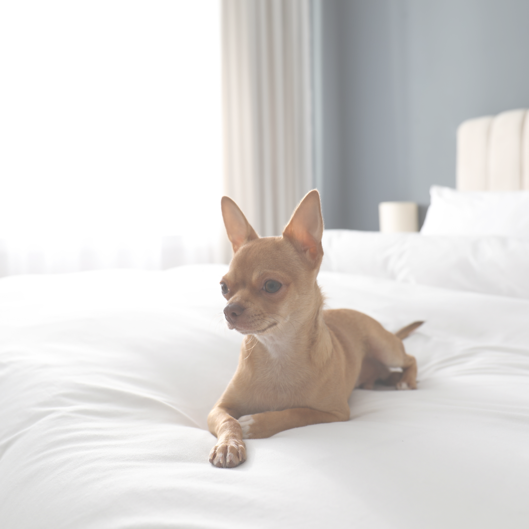 Pet-friendly guest rooms for dogs and cats at Best Western Plus Rose Country Hotel