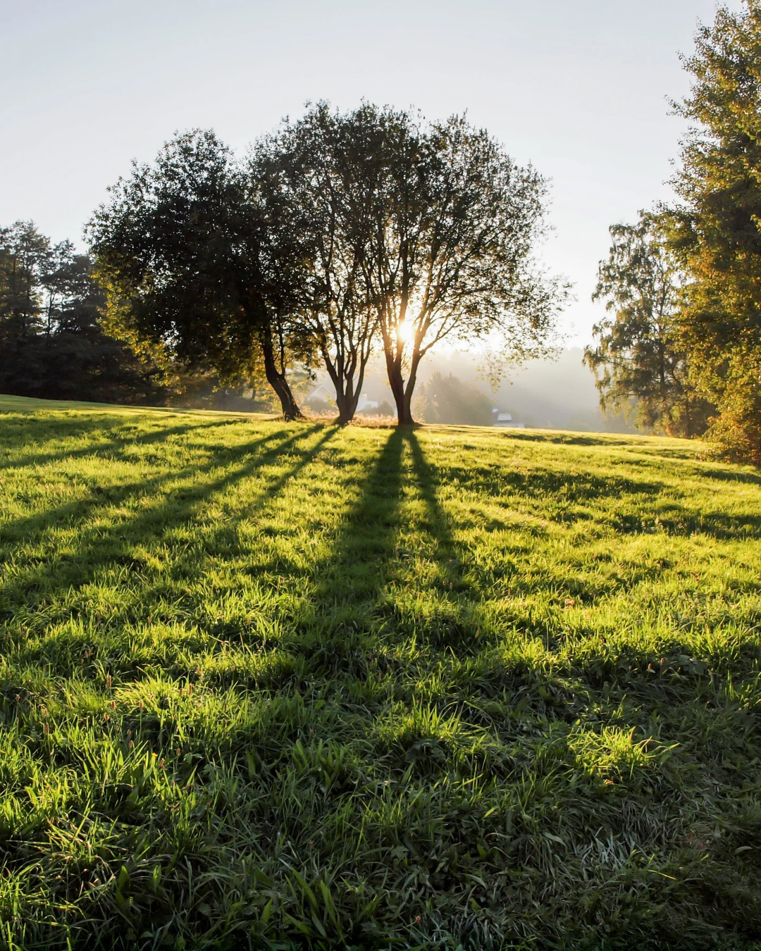 Die Sonne scheint durch drei Bäume, die Schatten werfen, auf eine grüne Wiese im Morgengrauen.