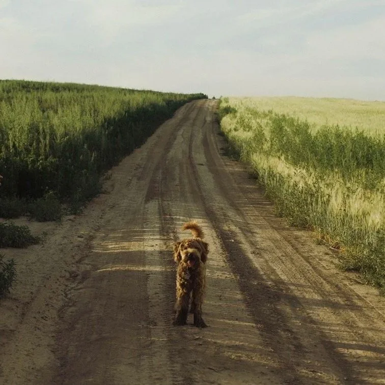 Dog standing on dirt road between green fields on a cloudy day.