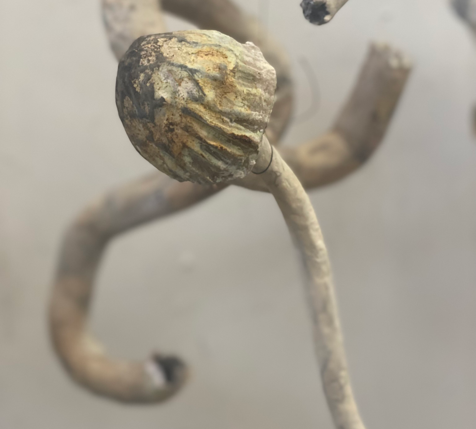 Mushrooms