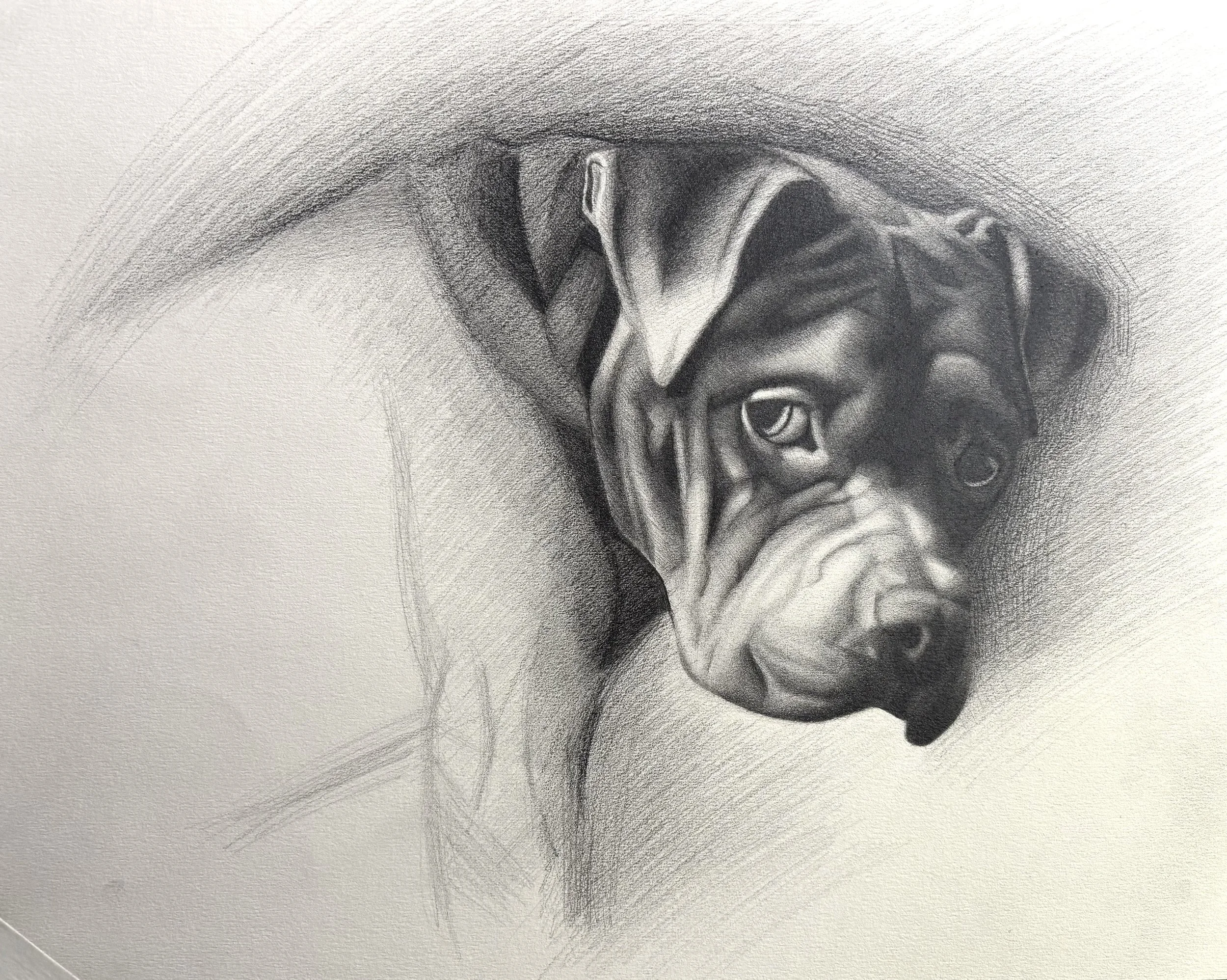 A detailed black and white pencil sketch of a dog's face, showing expressive features, with a focus on the facial expression and shading.