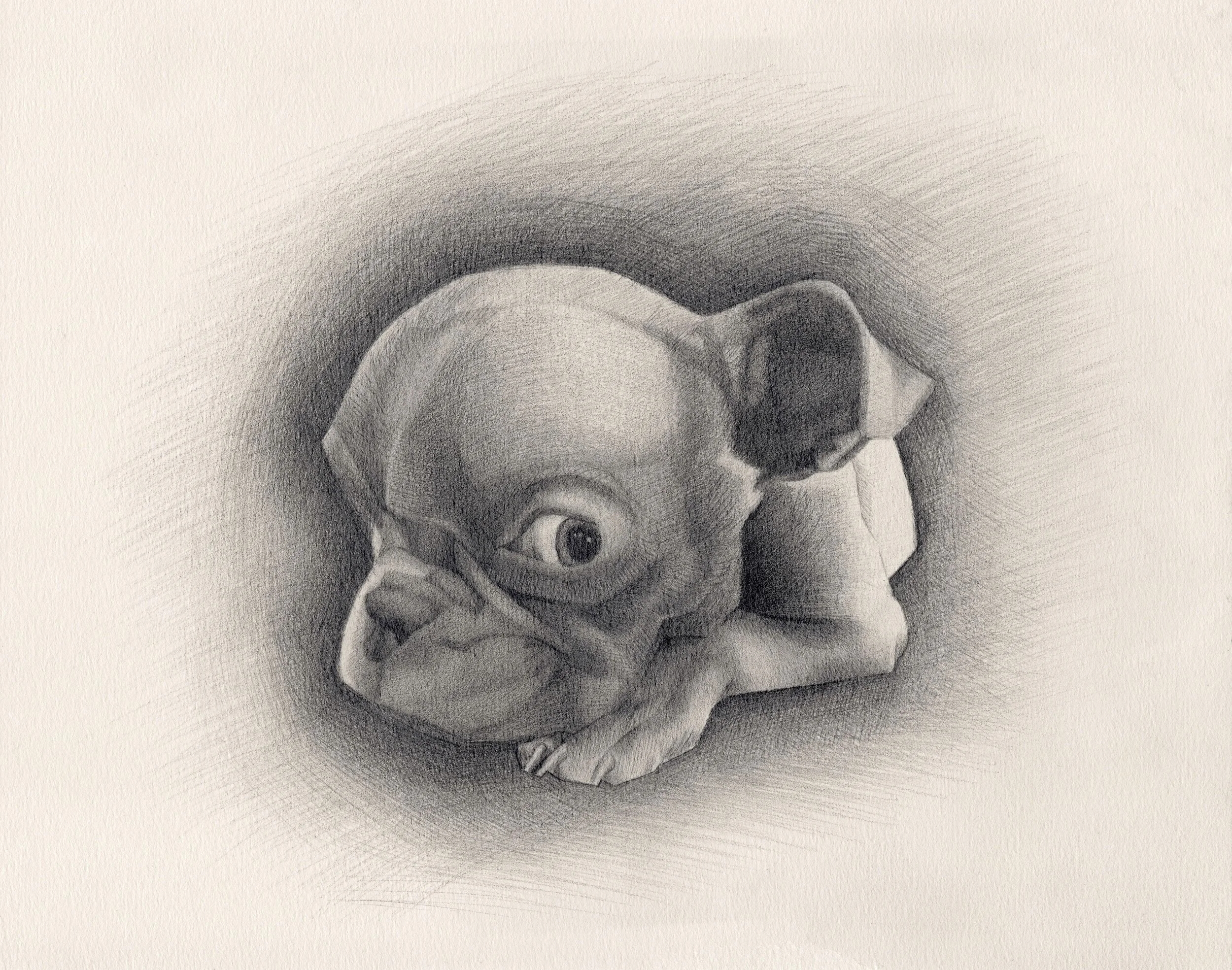 A graphite drawing of a French Bulldog puppy, with detailed shading and textured background.