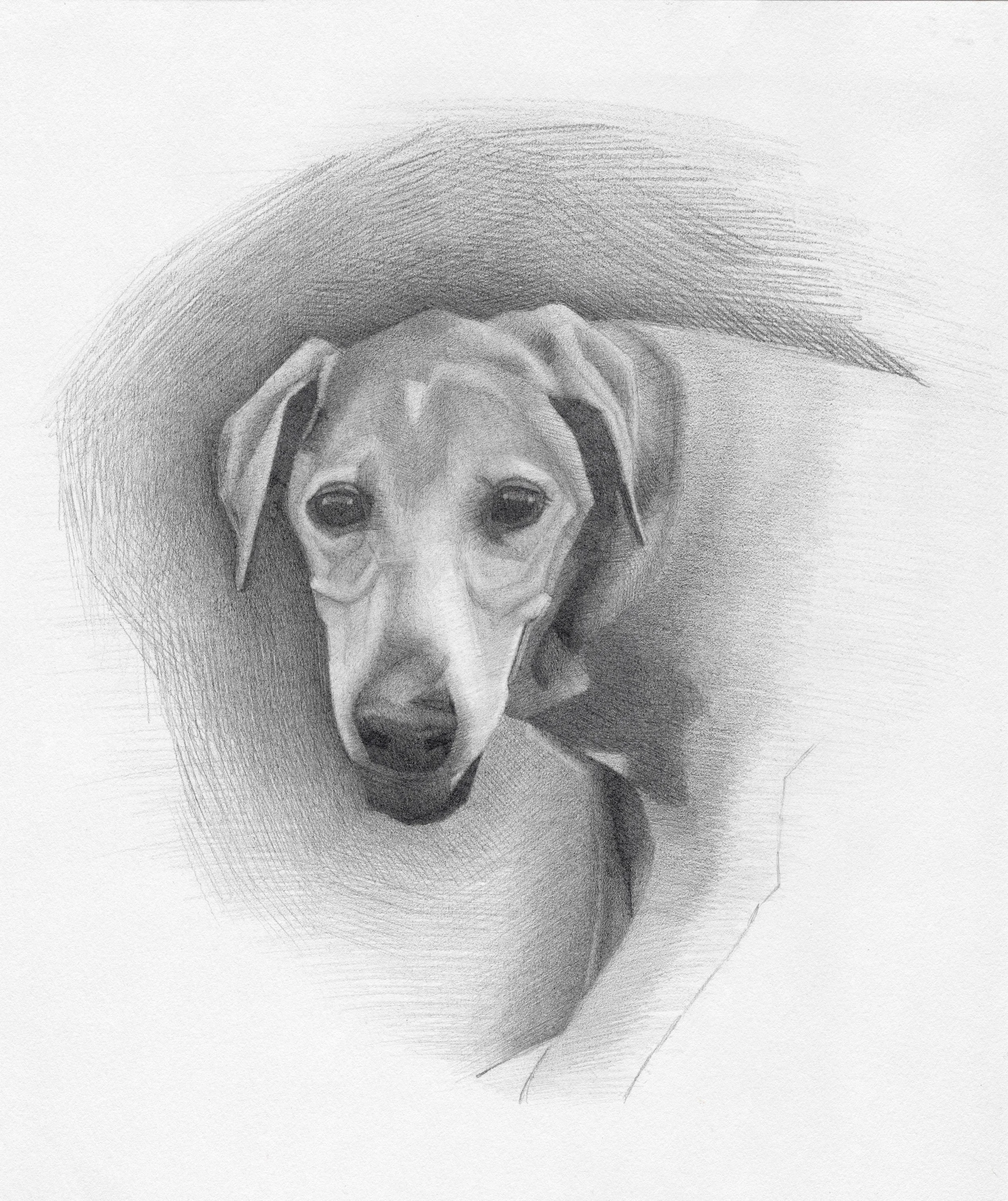A realistic pencil sketch of a dog’s face with large, dark eyes and floppy ears.