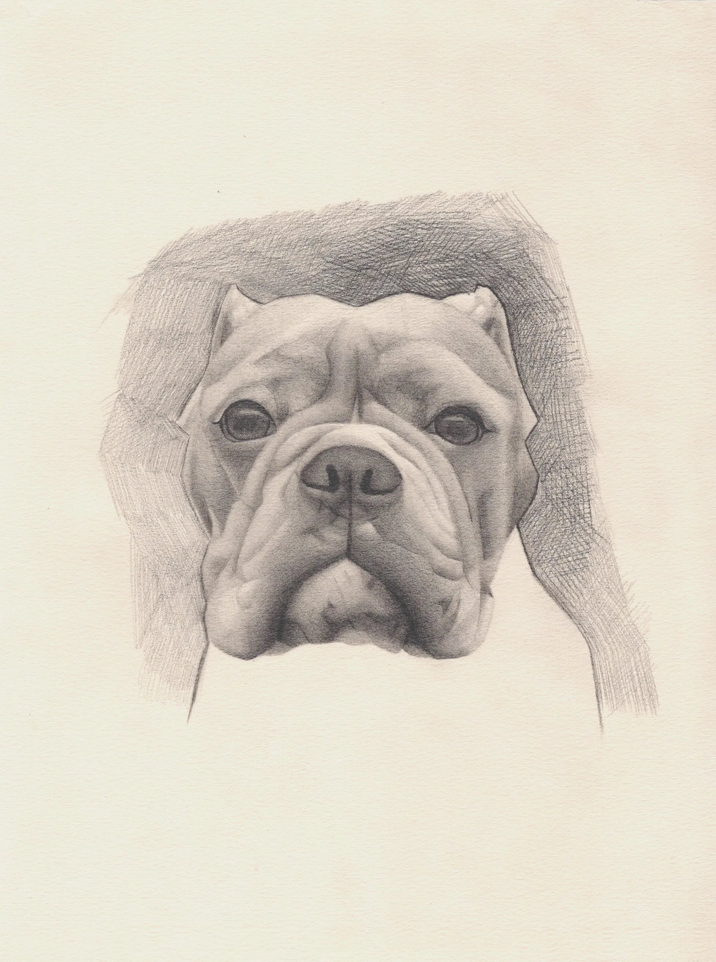 A detailed graphite pencil drawing of a Bulldog dog on light-colored textured paper.