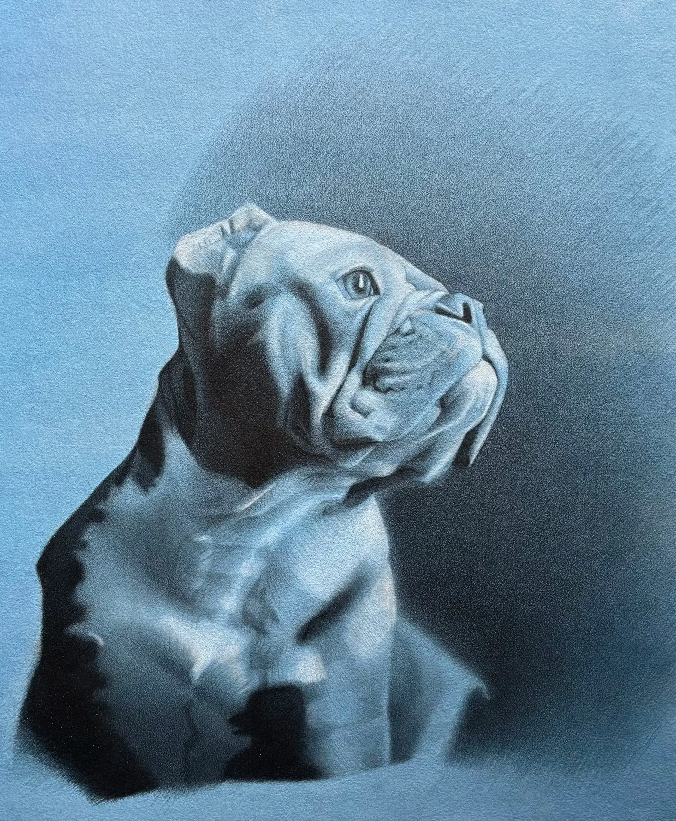 Graphite and chalk drawing of a bulldog resting on a blue paper surface.