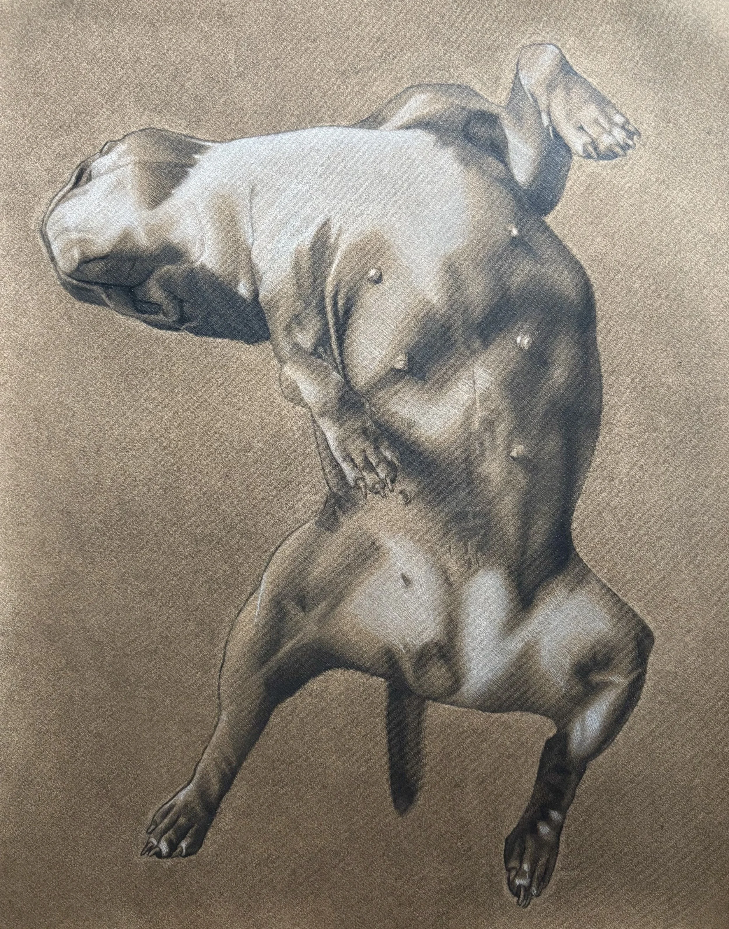 Drawing of a sleeping dog on a brown surface
