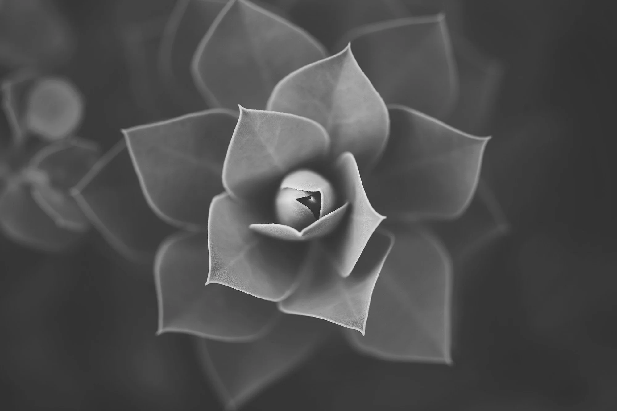 B+W Succulent No2 Web NO WM.jpg
