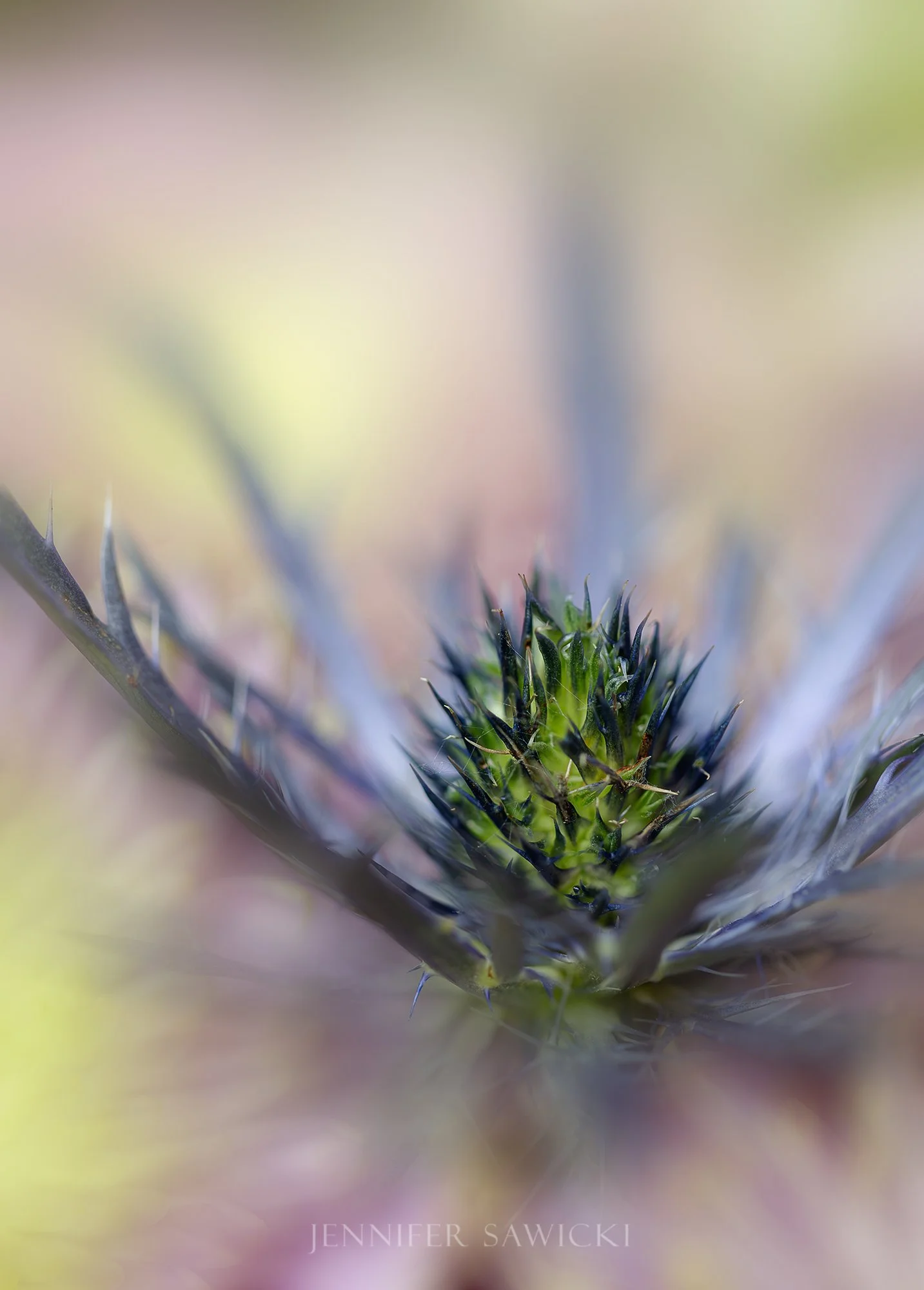 Eryngium Thorns