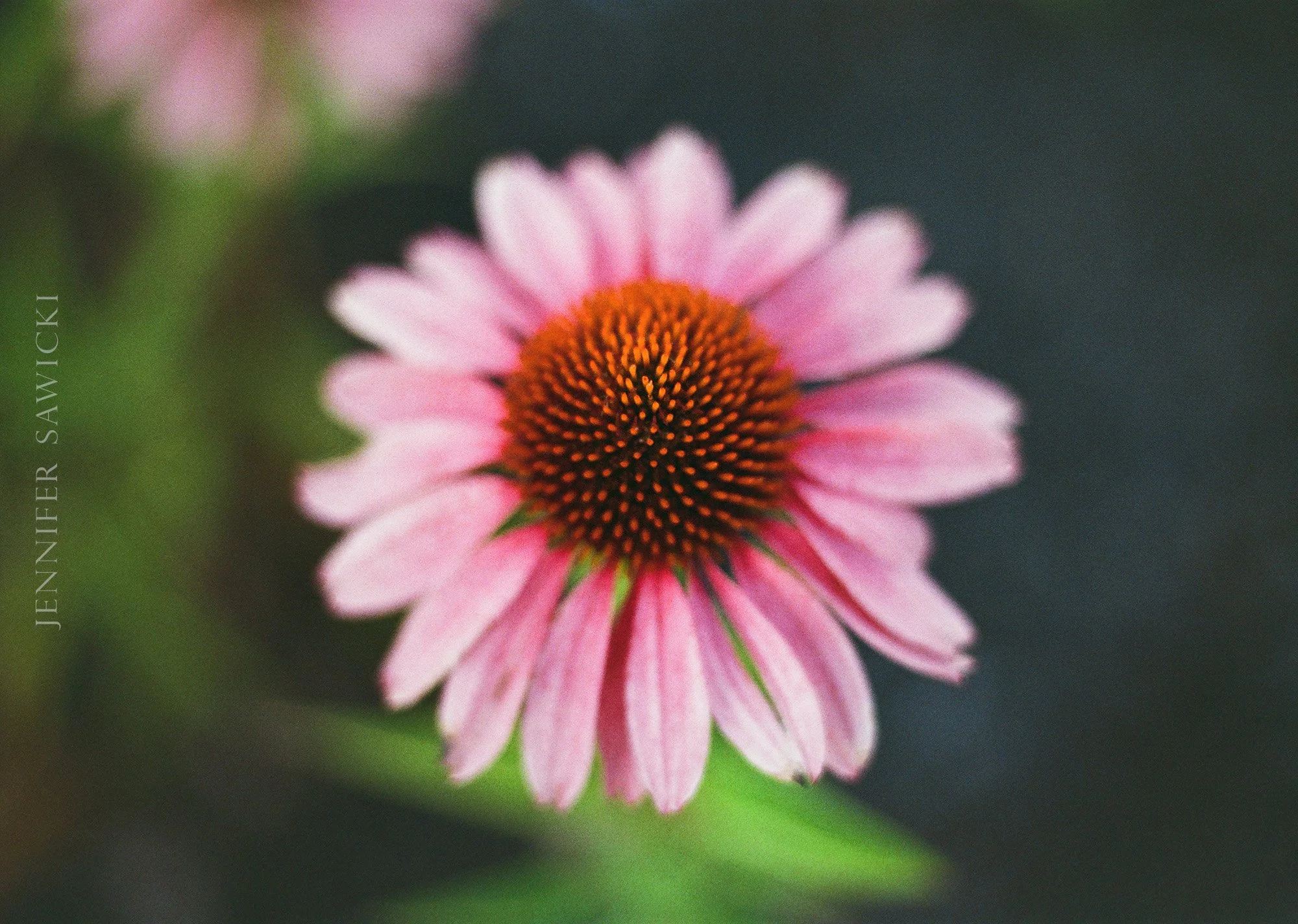 Coneflower Macro (35mm Film)