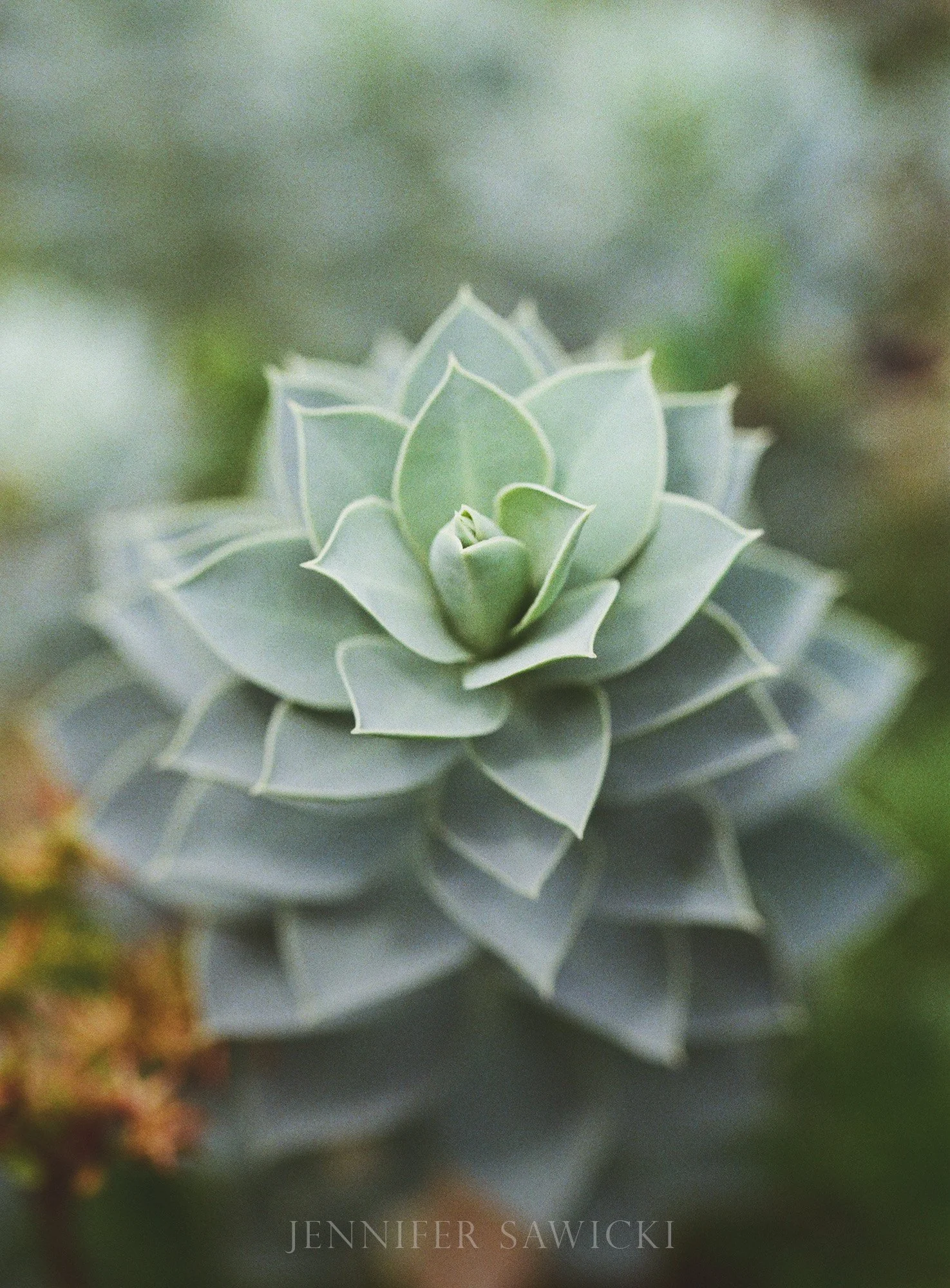 Succulent (35mm Film)