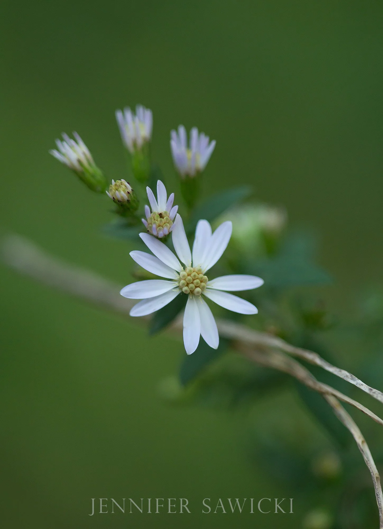 Floral Aster Web.jpg