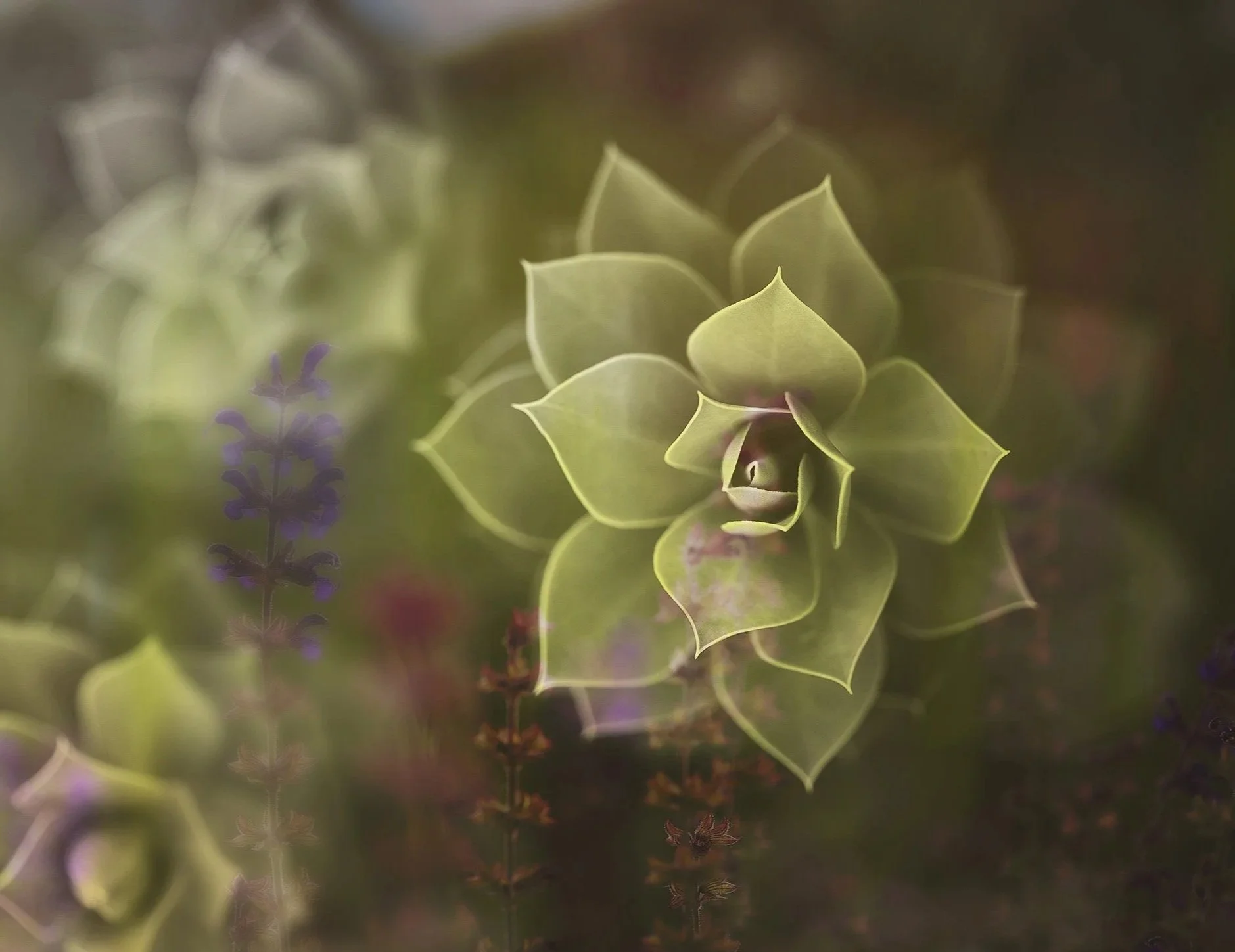 Succulent+Wildflower+Merge+Web.jpg
