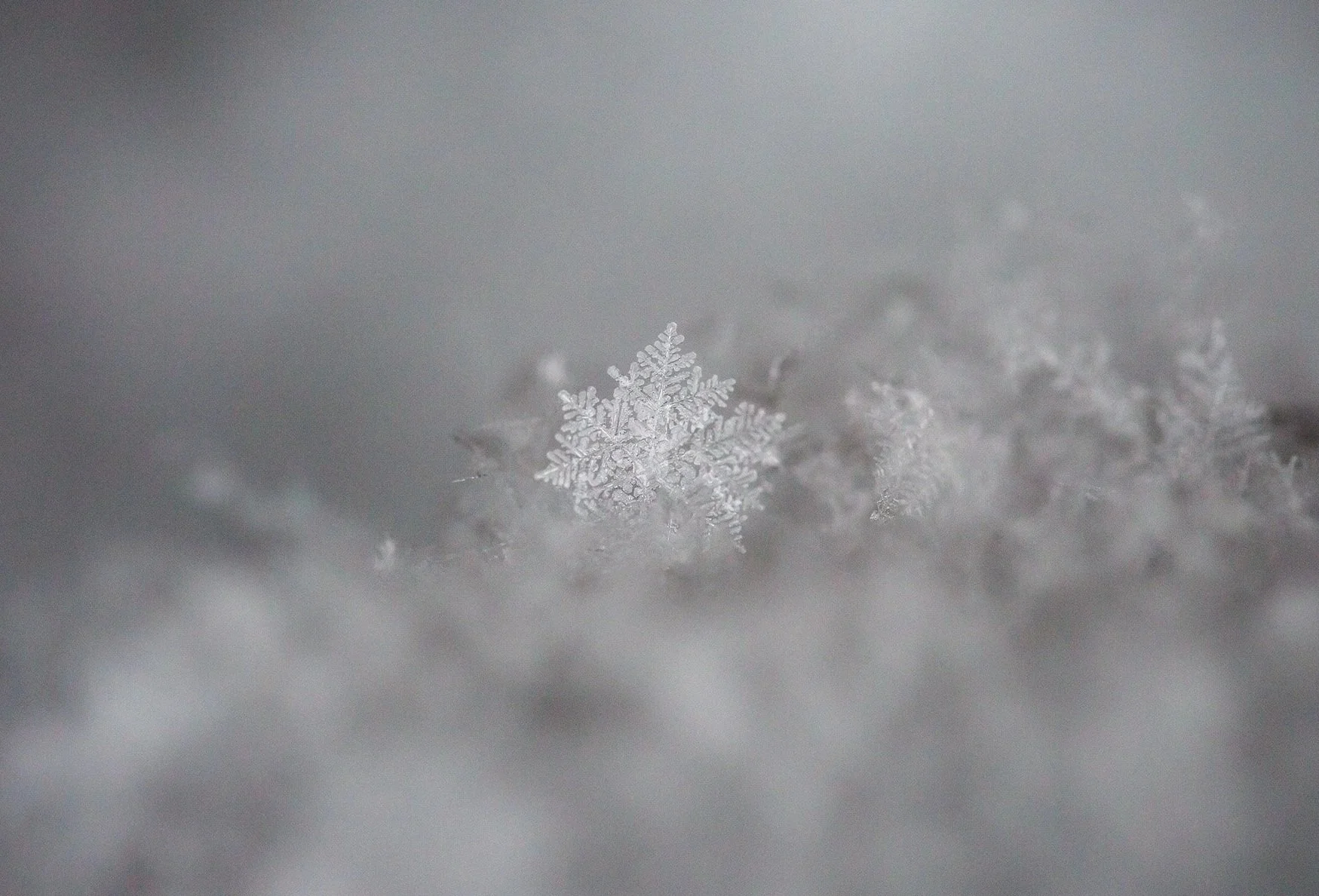 Freshly+Fallen+Snow+Web.jpg