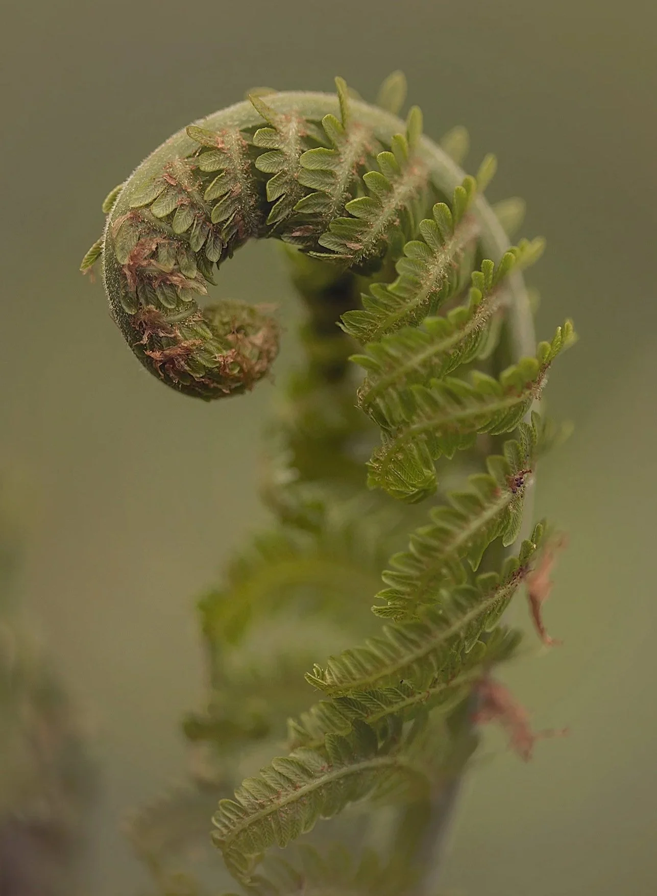 Fiddlehead+Macro+Web.jpg