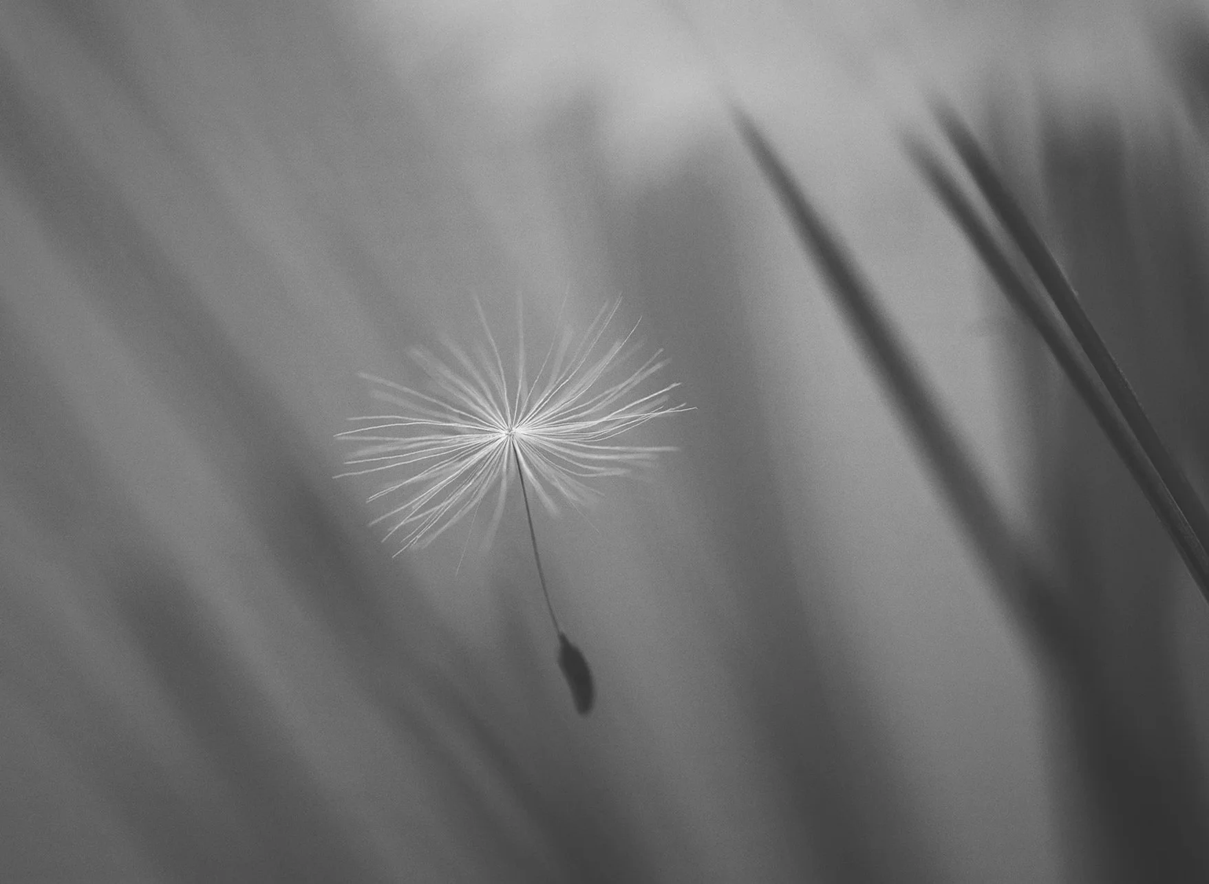 B%2BW+Floating+Seed+No1+Web.jpg
