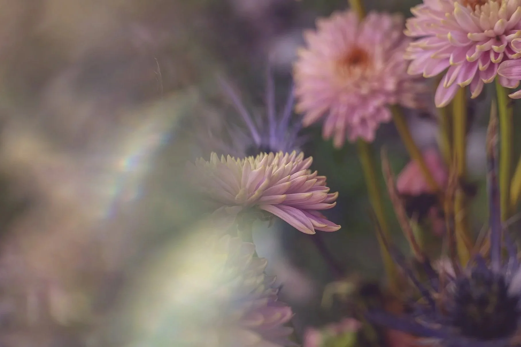 Prism+Flowers.jpg