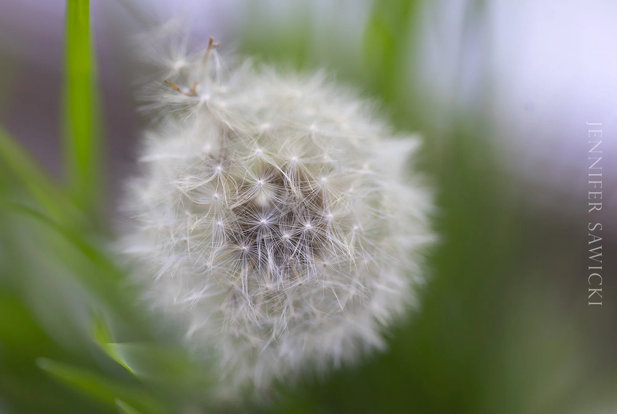 Geometric Dandelion