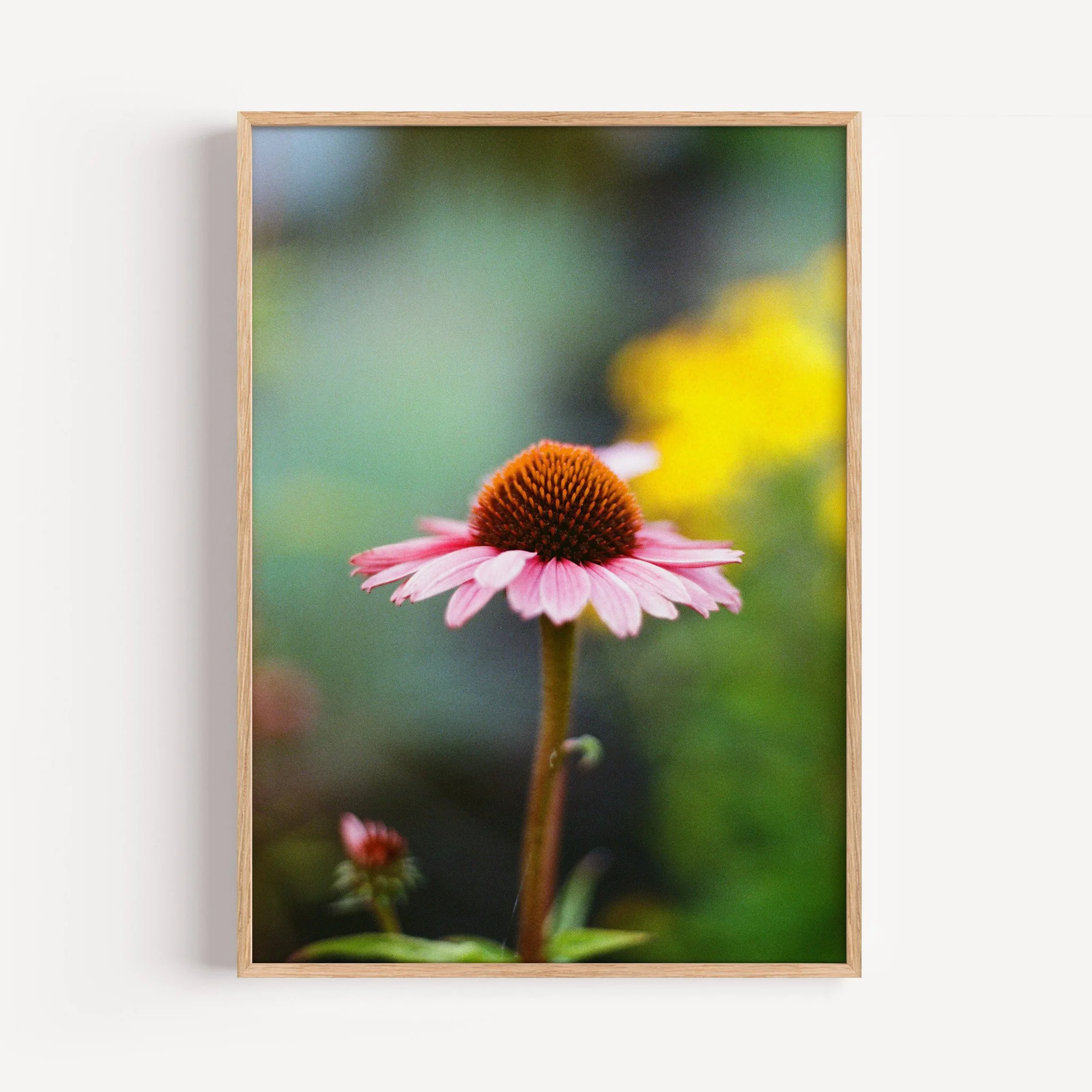 coneflower frame.jpg