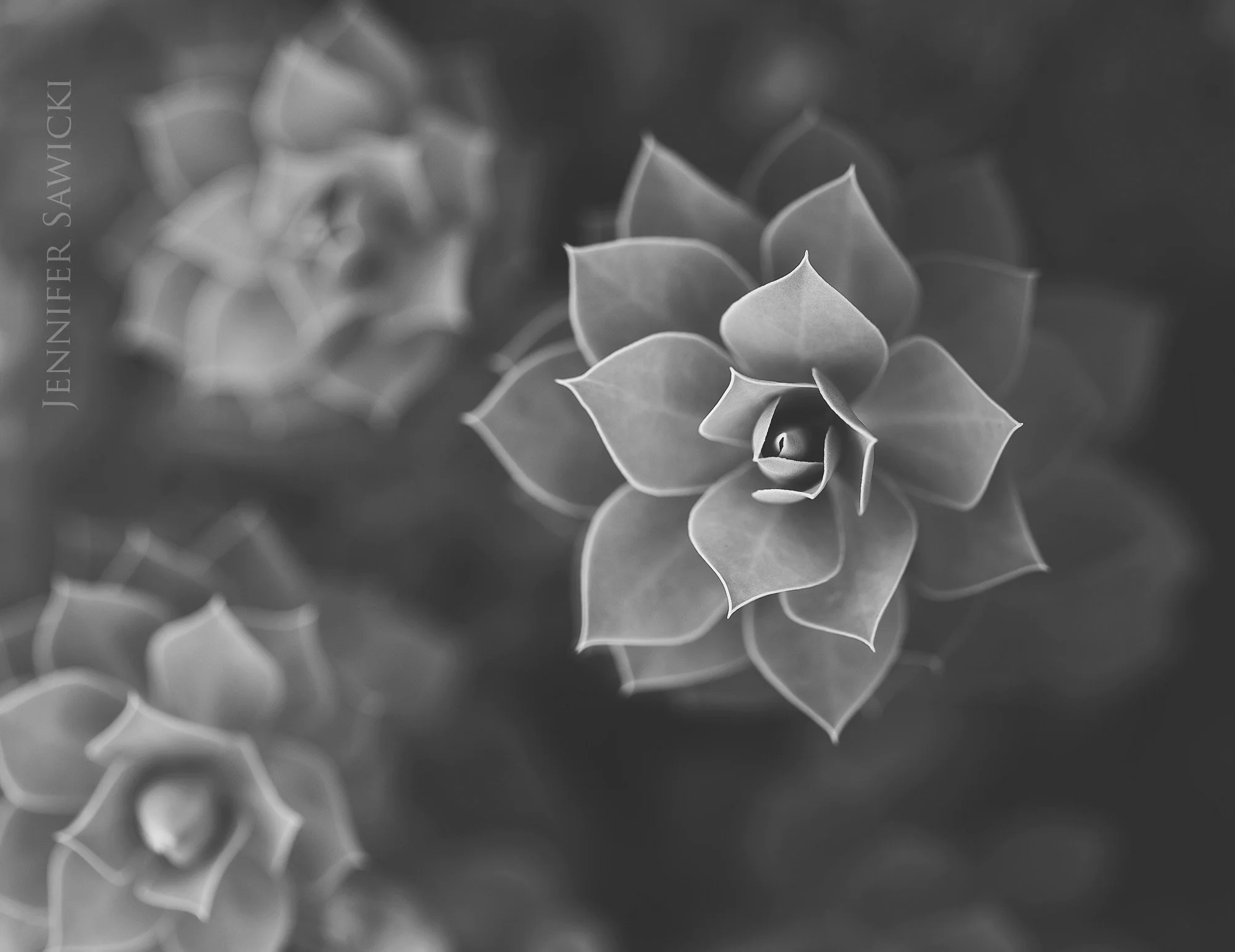 B+W Succulent #3