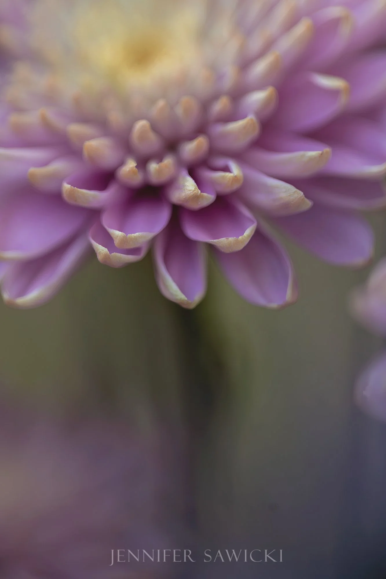 Lavender Dreams No. 2