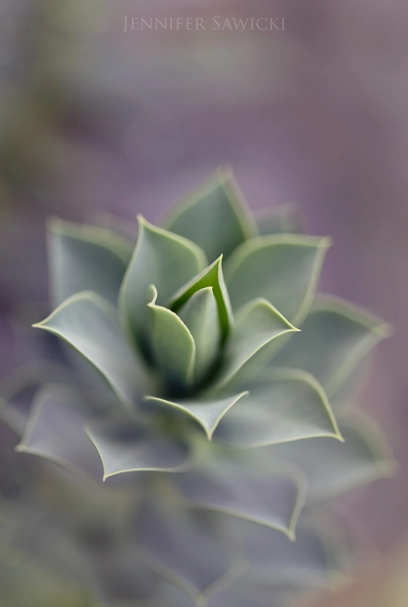 Succulent #2