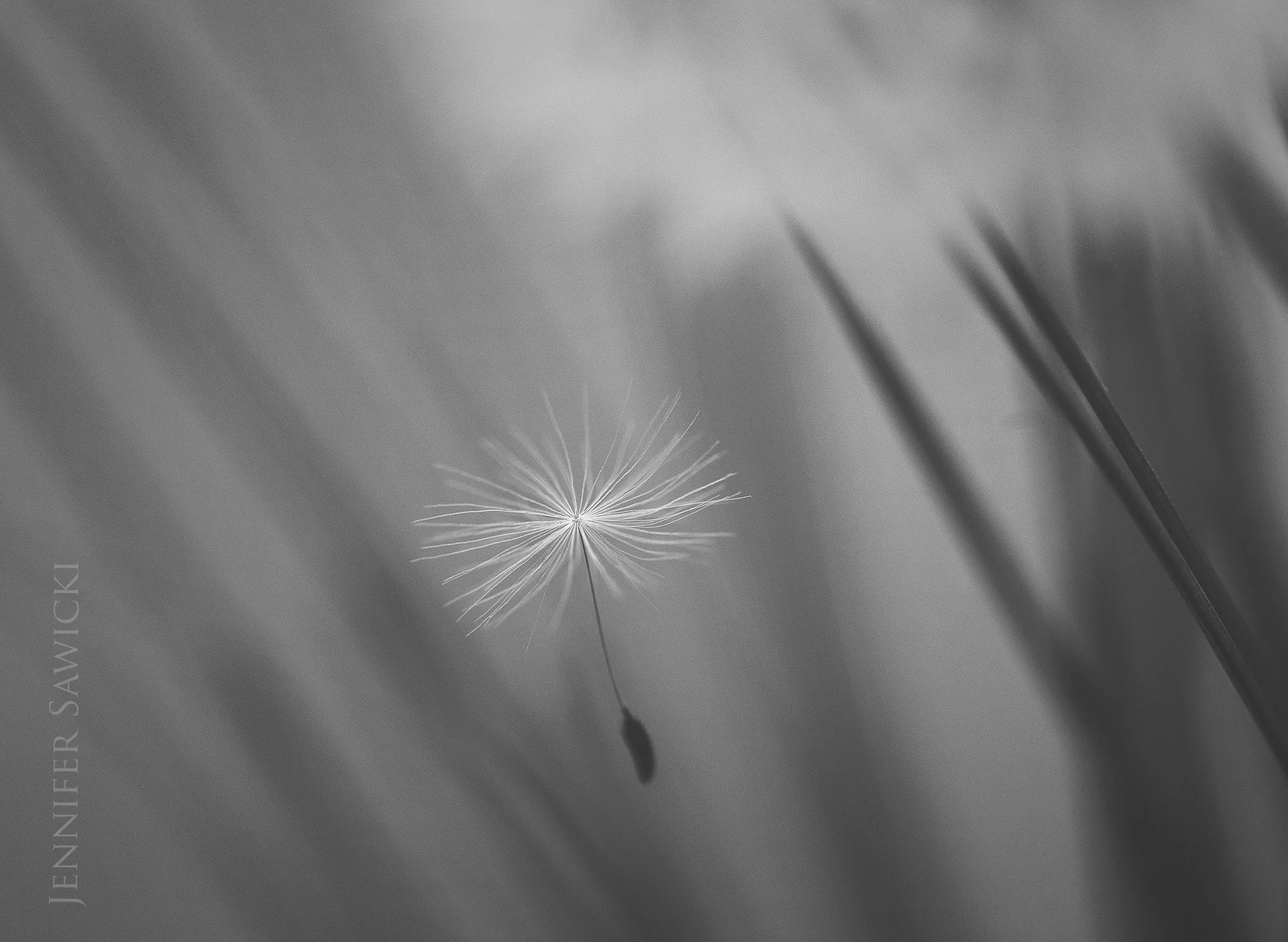 B+W Floating Seed #1