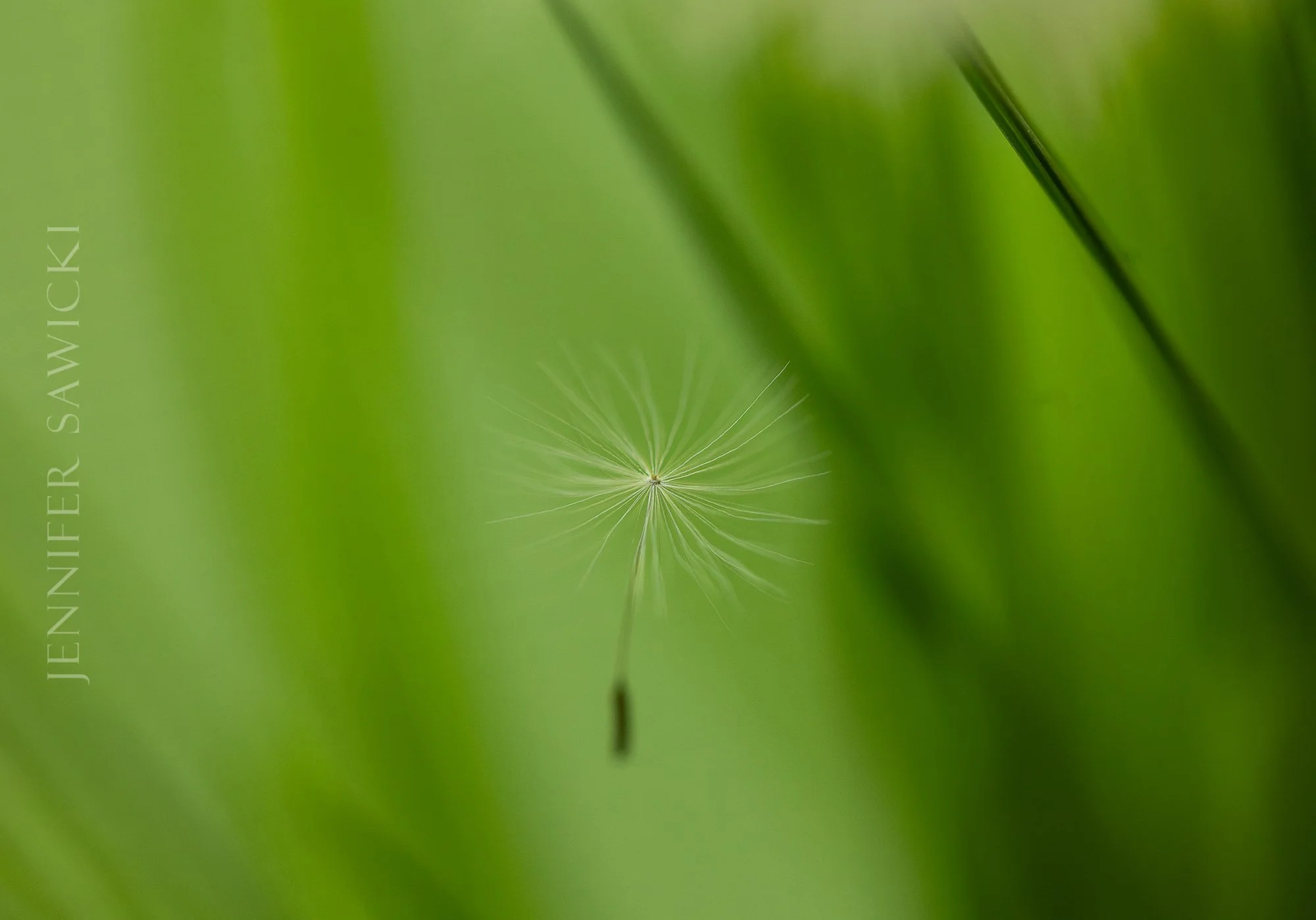 Floating Seed No2.jpg