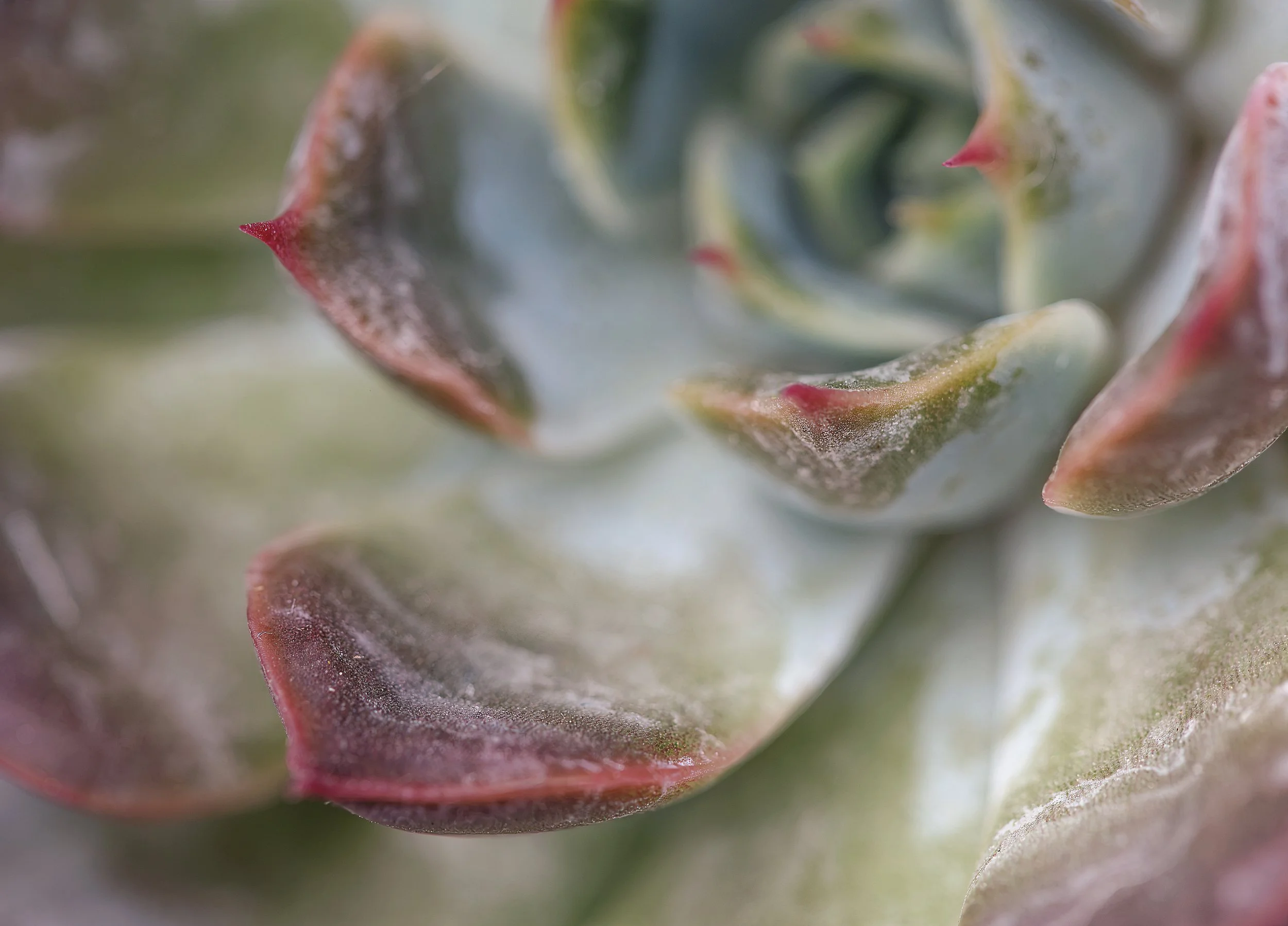 Succulent Realm Series #4.jpg