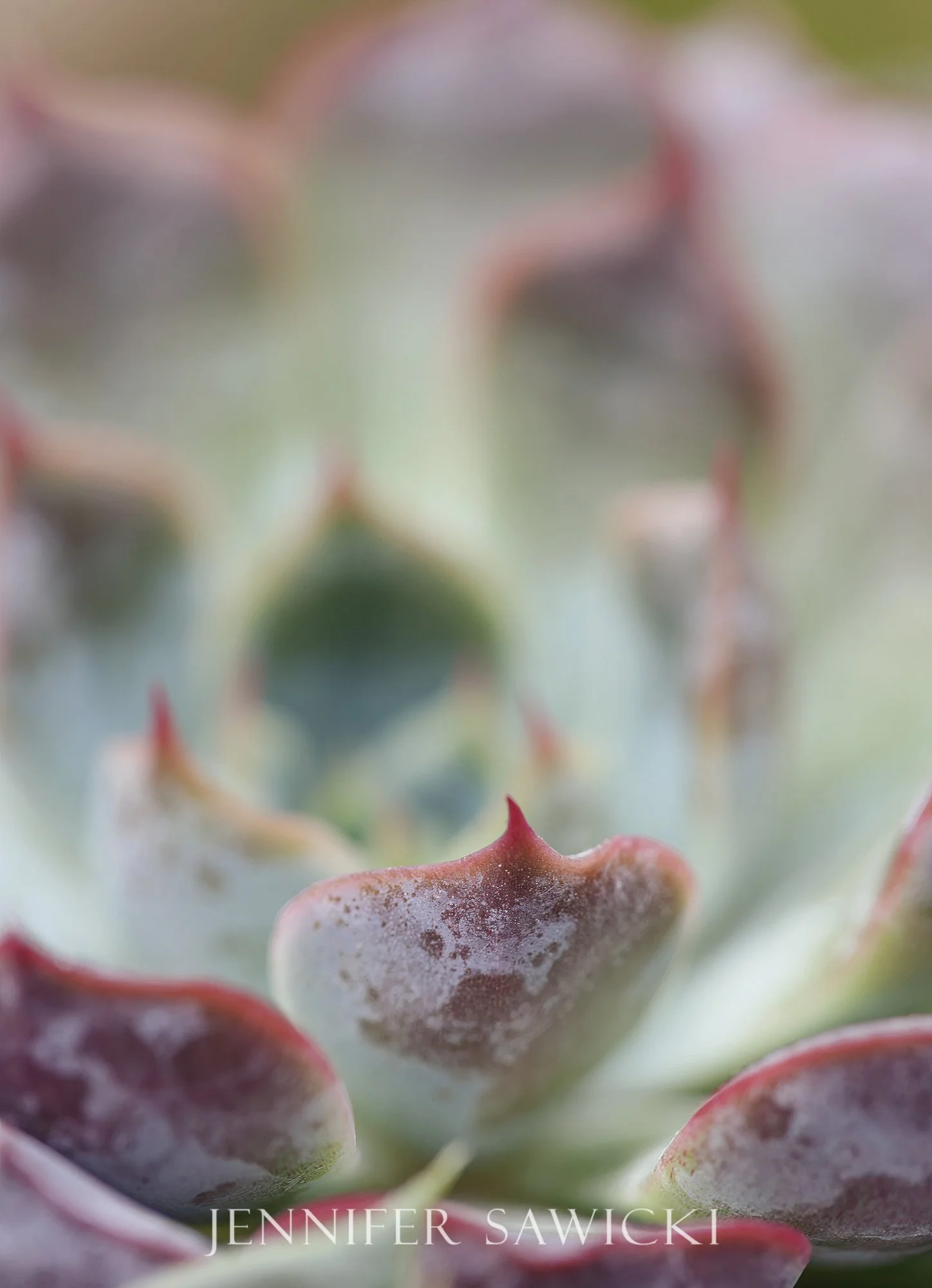 Succulent Realm Series #2 WEB.jpg