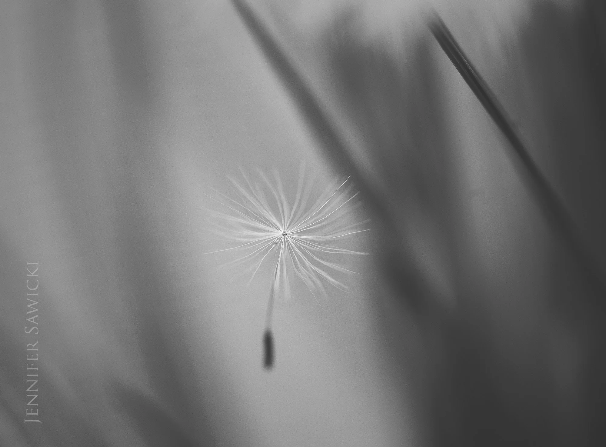 B+W Floating Seed #2